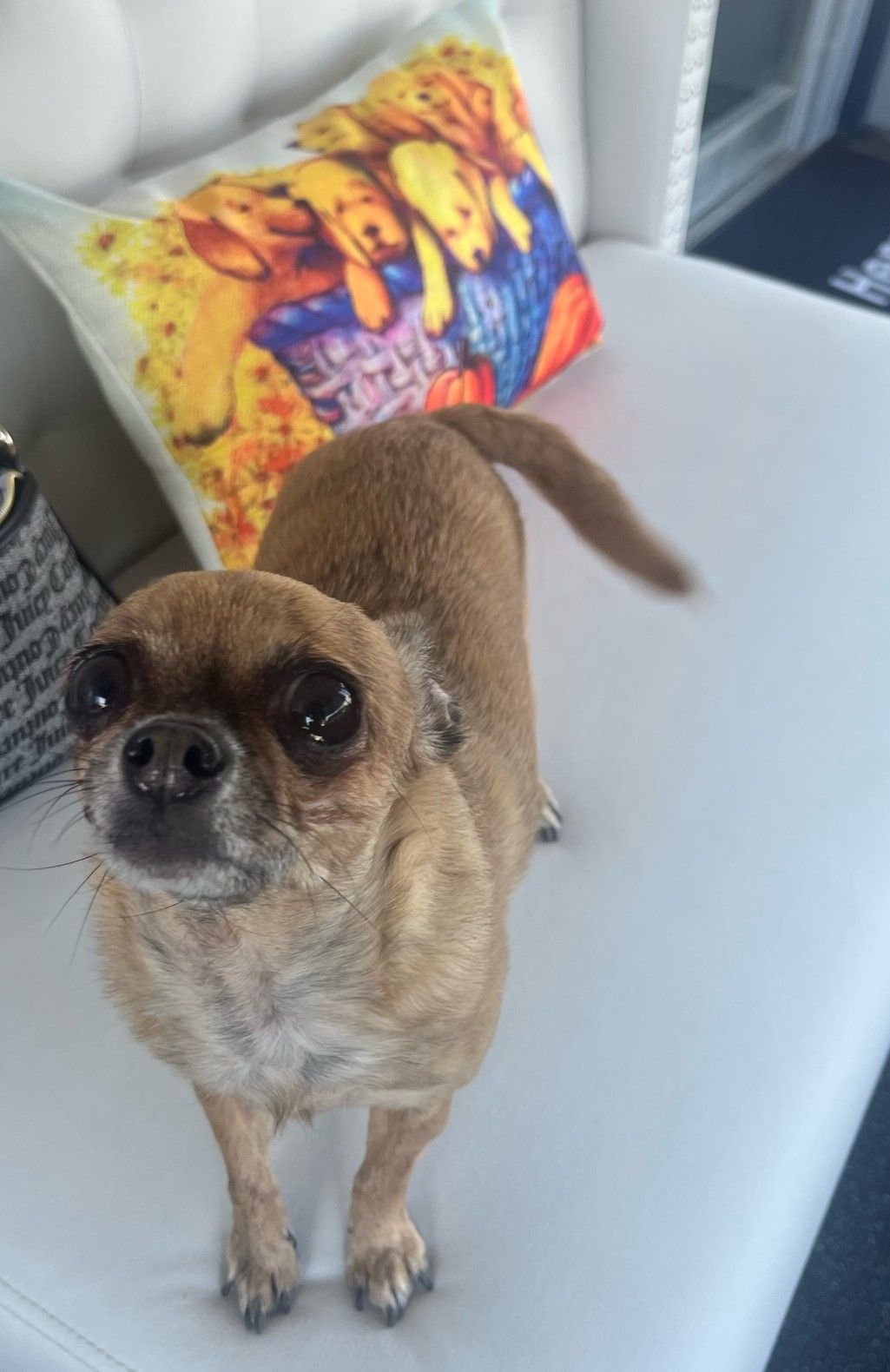 About Dog Day Care, Kennels, Boarding & Grooming Euless, TX Sniffs