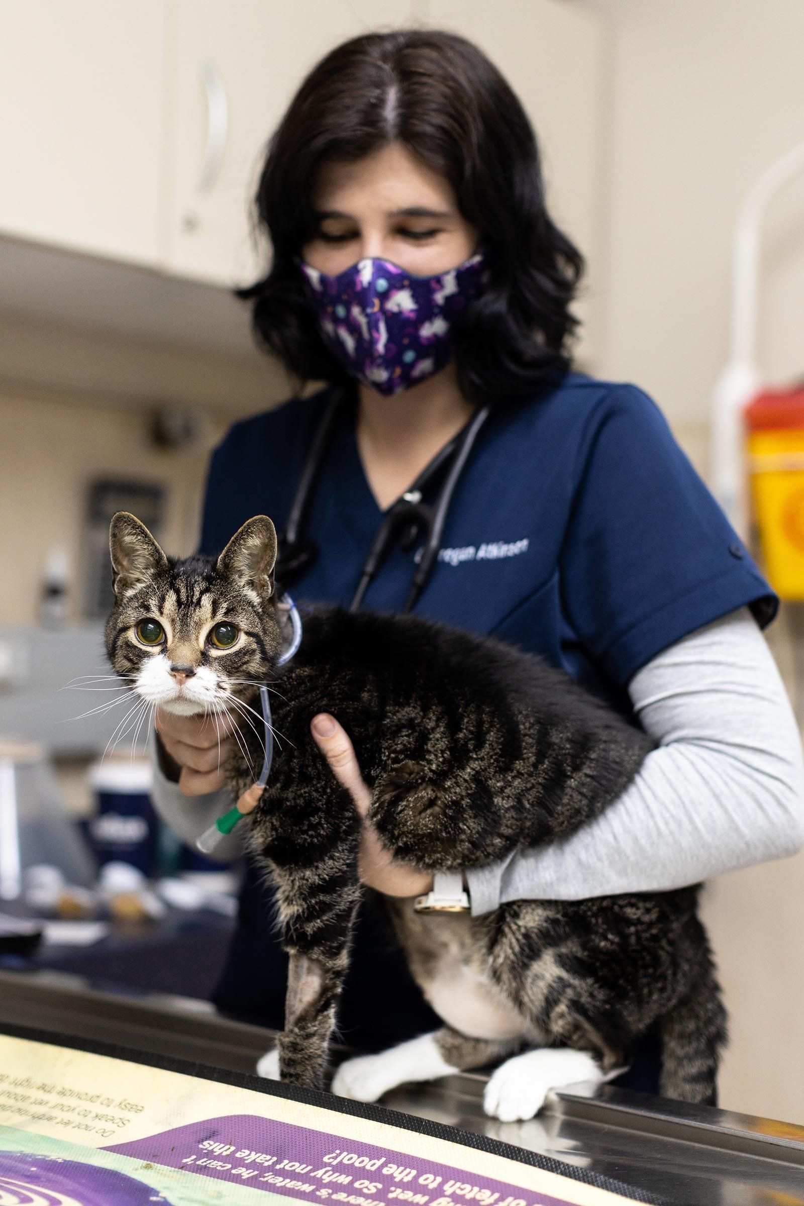 Vet holding cat in JHB