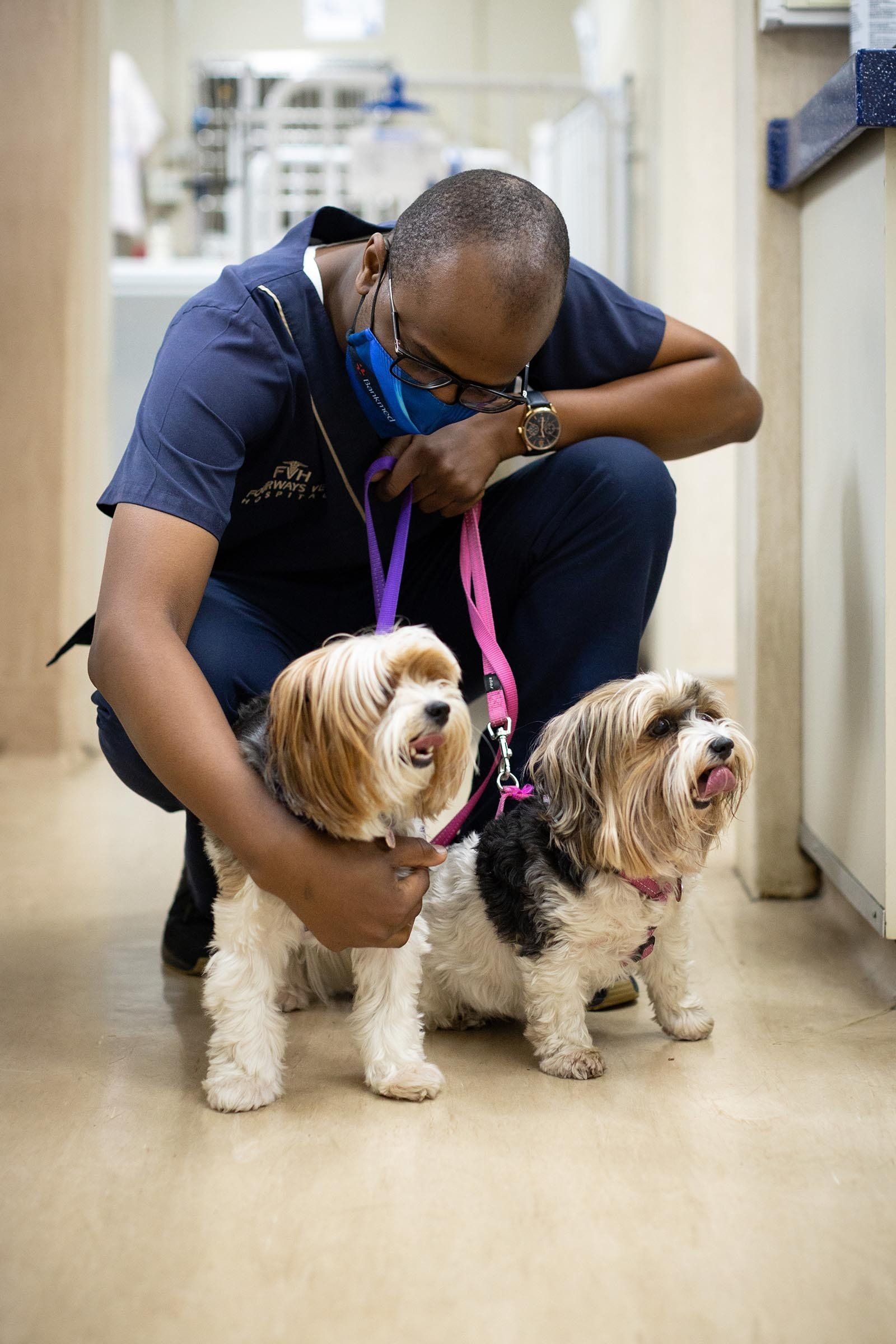 Vet helping dogs in Fourways