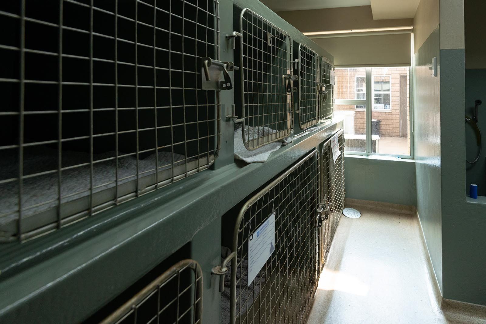 Vet holding area