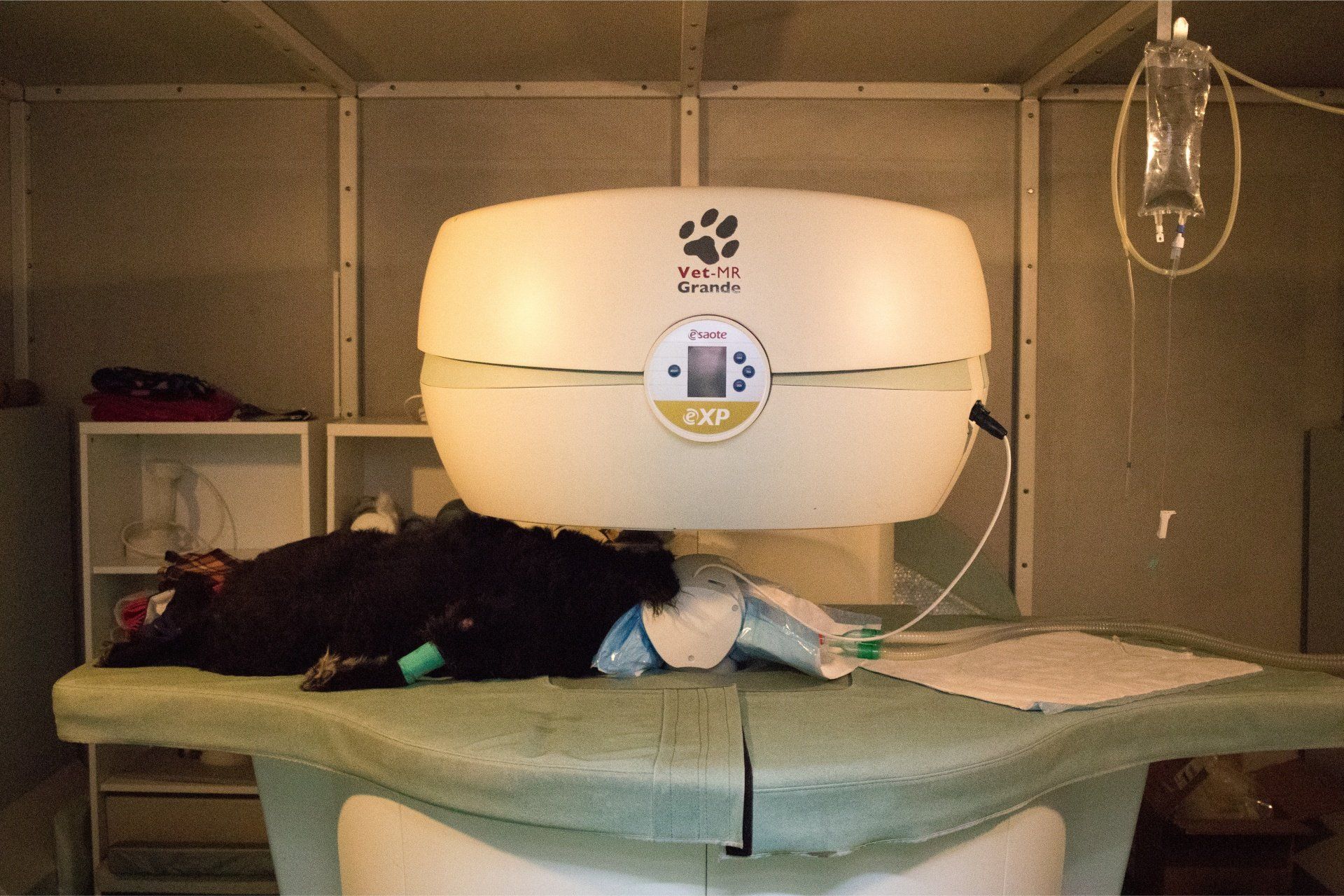 Vet icon MRI