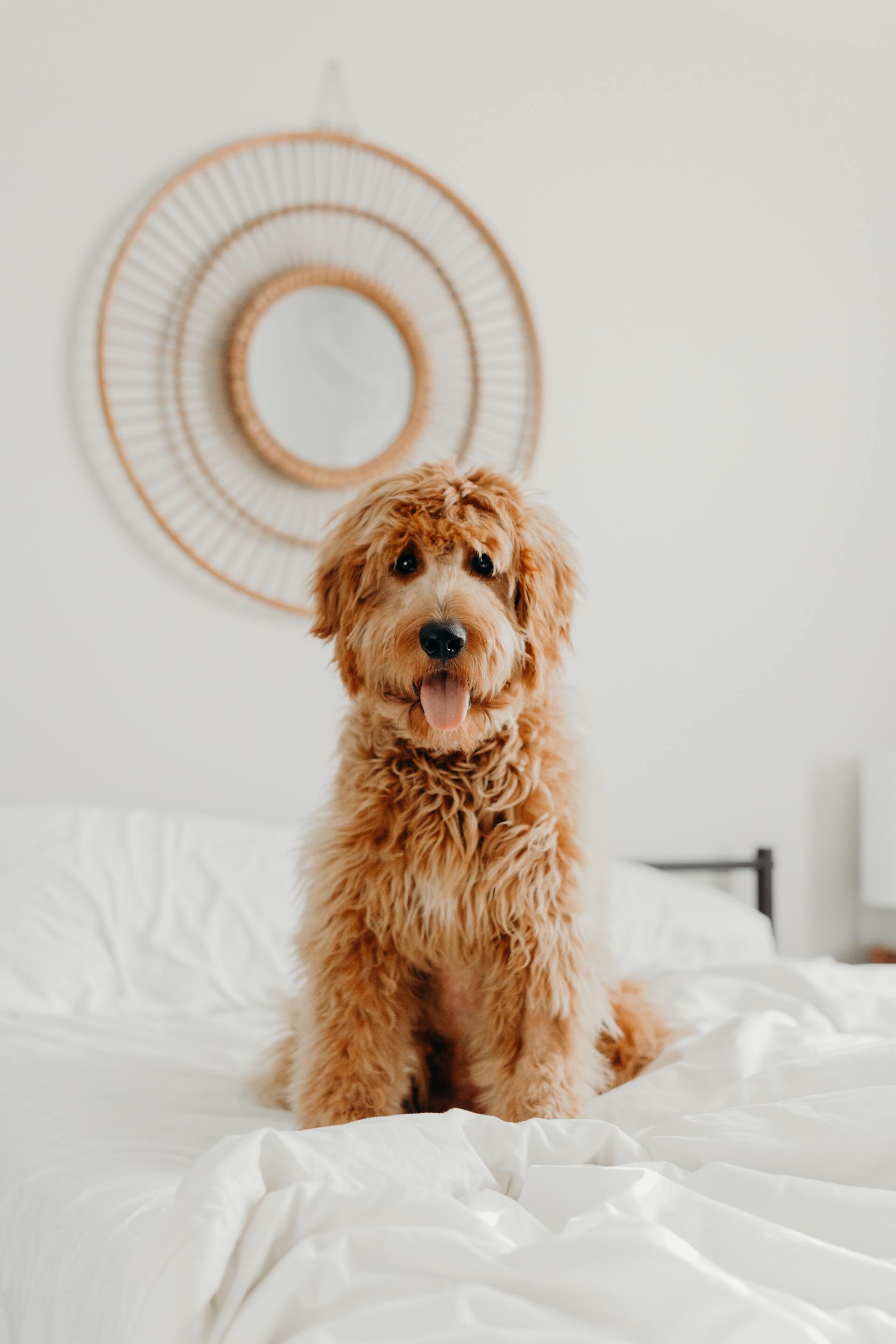 Dog cute