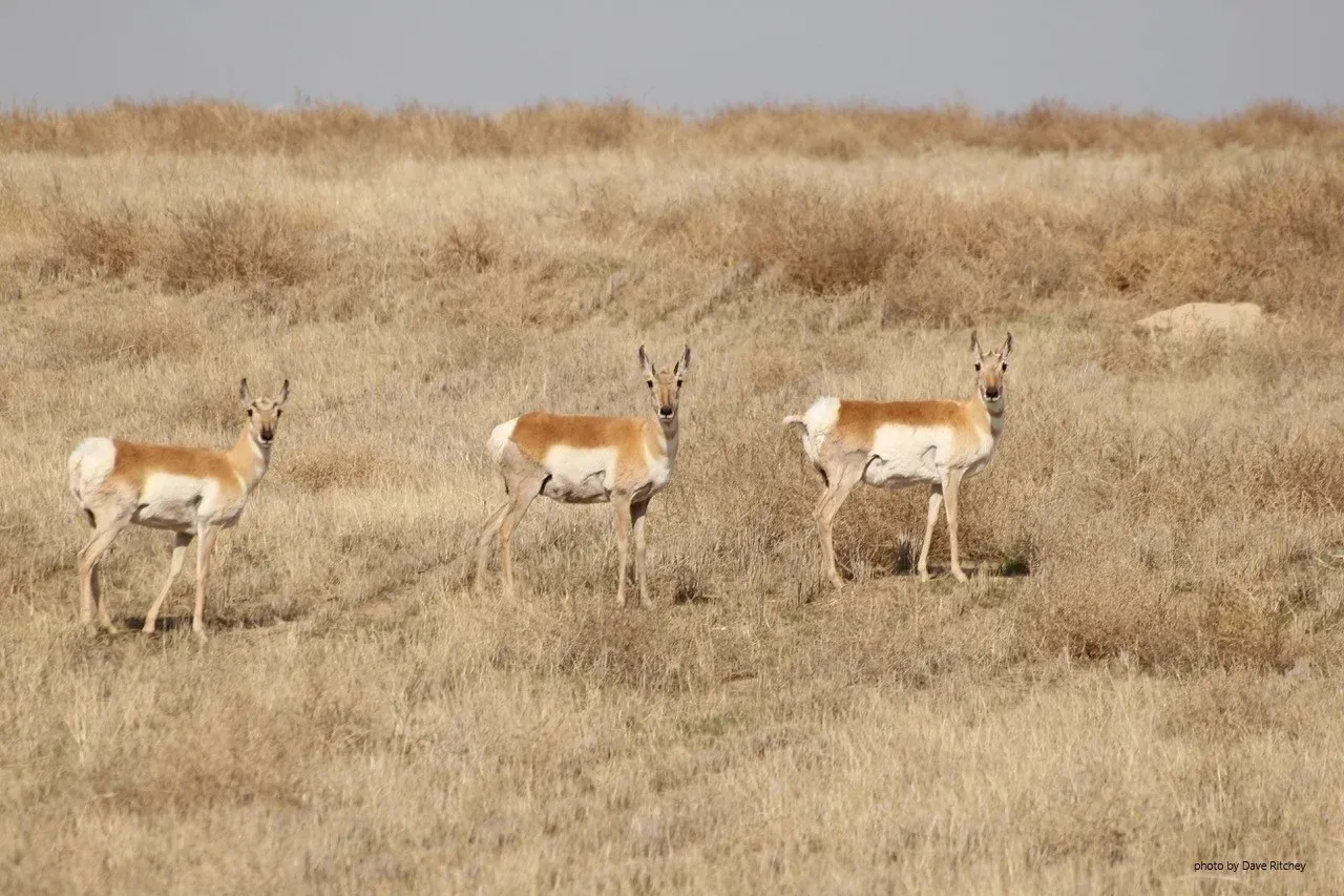 antelope