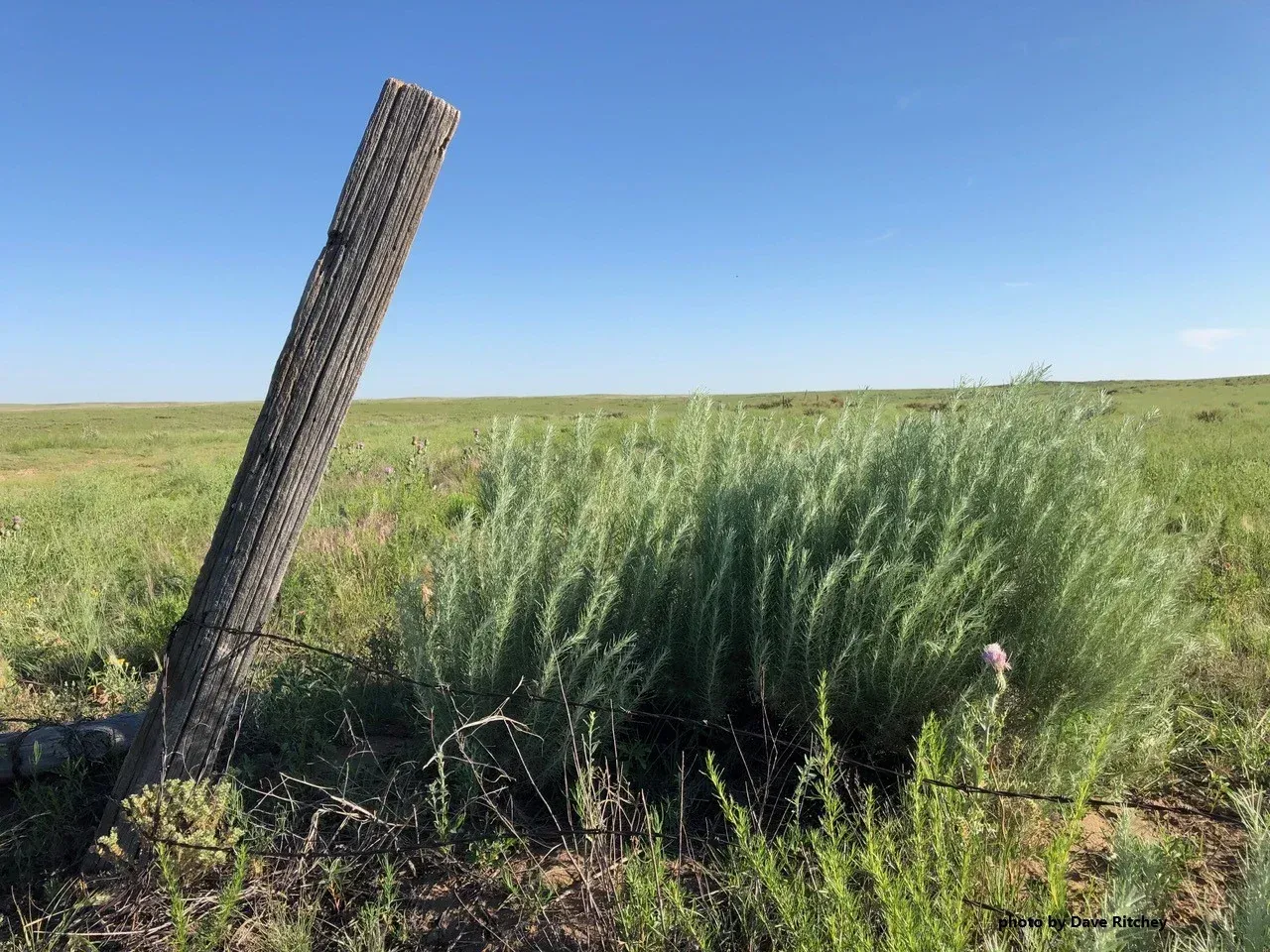 fencepost