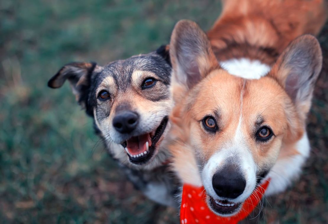 happy dogs