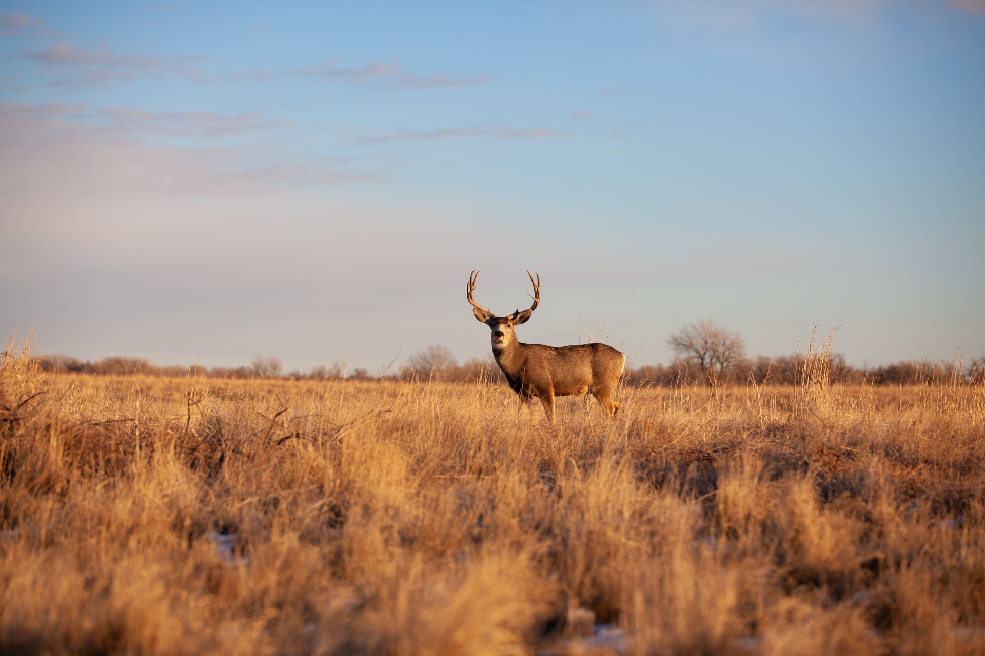 deer