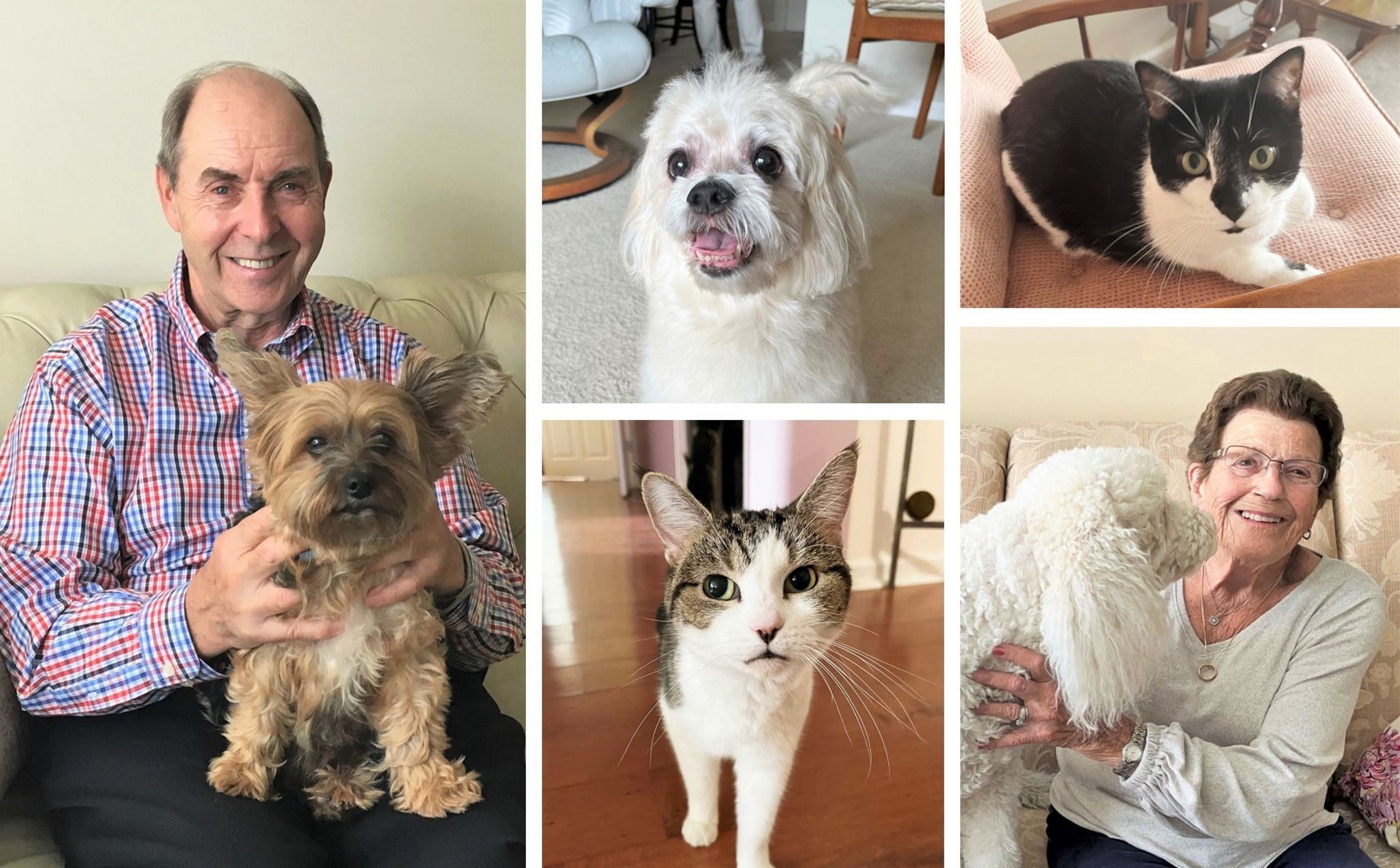 Five photos: a man with a dog, a white dog, a black and white cat, a cat, and a woman with a fluffy white dog.