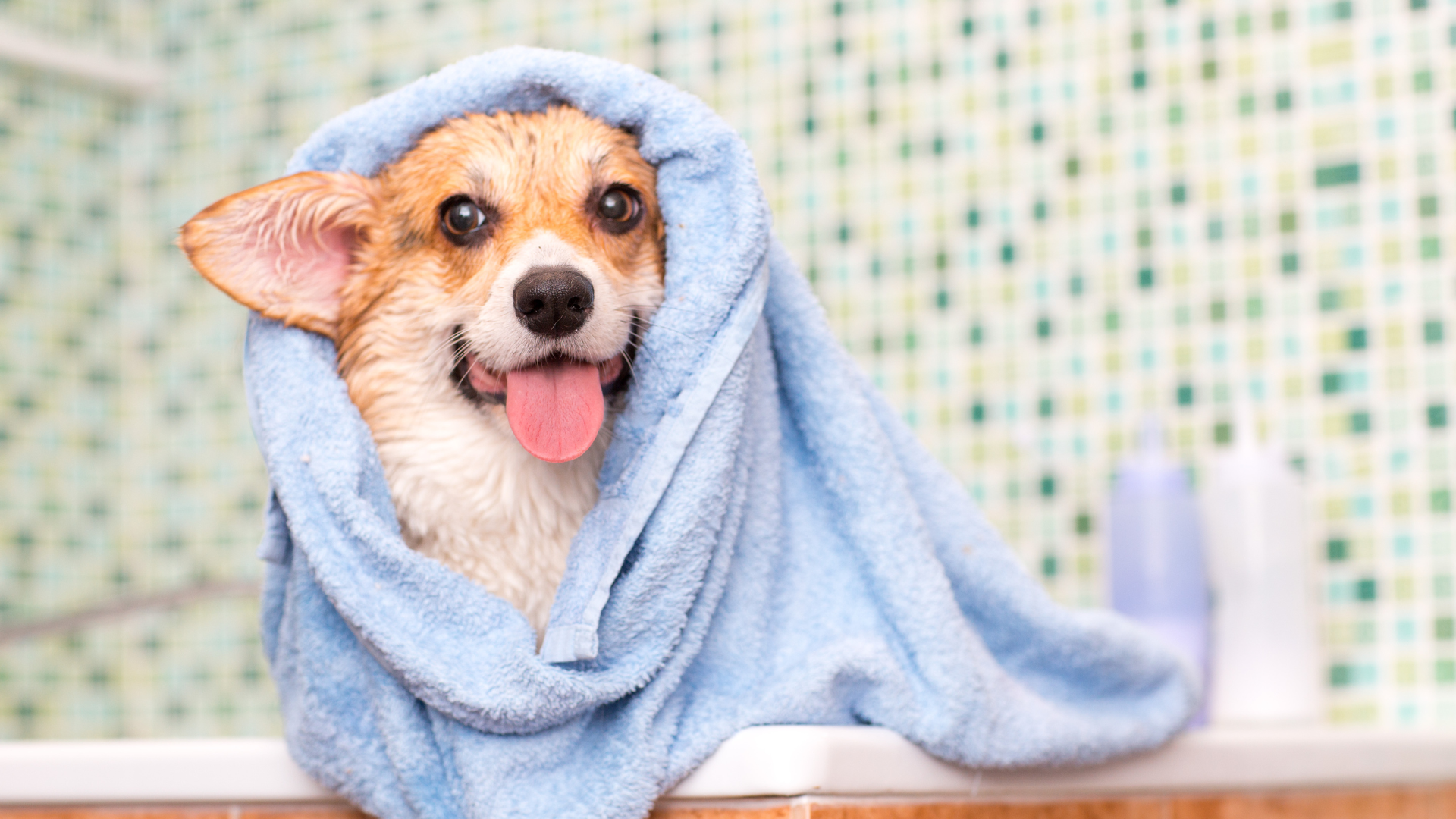 Grooming Services