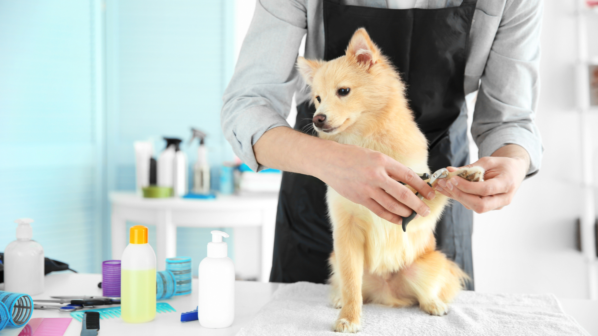 Grooming Services