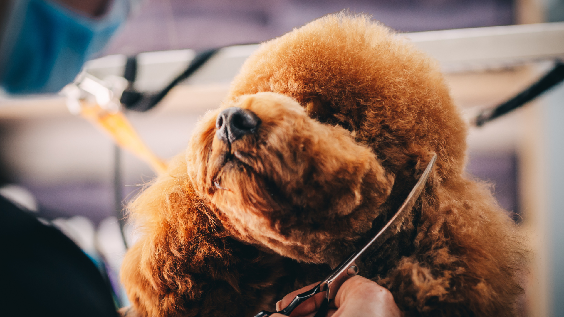 Pet Products