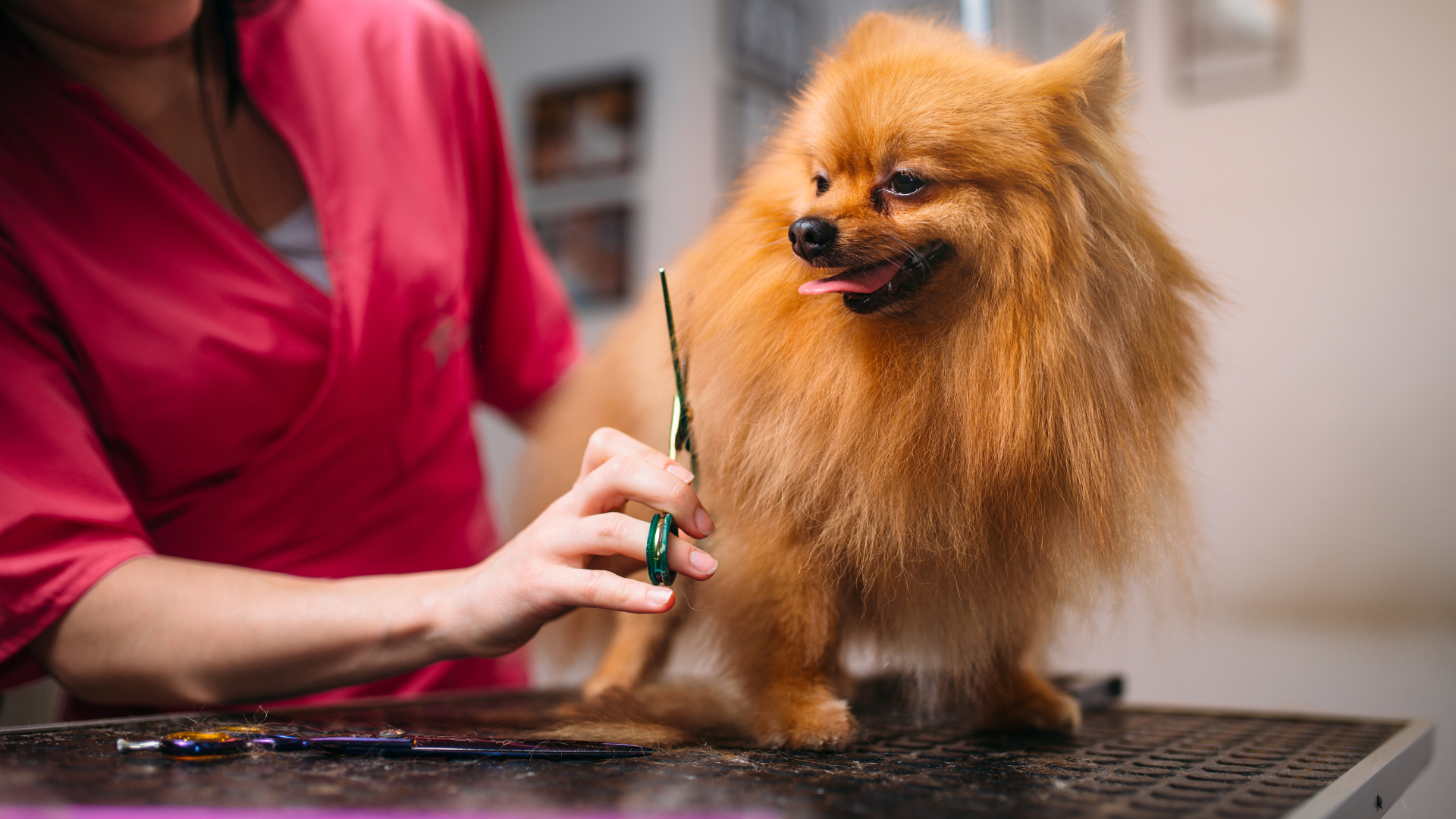 Pet Boarding