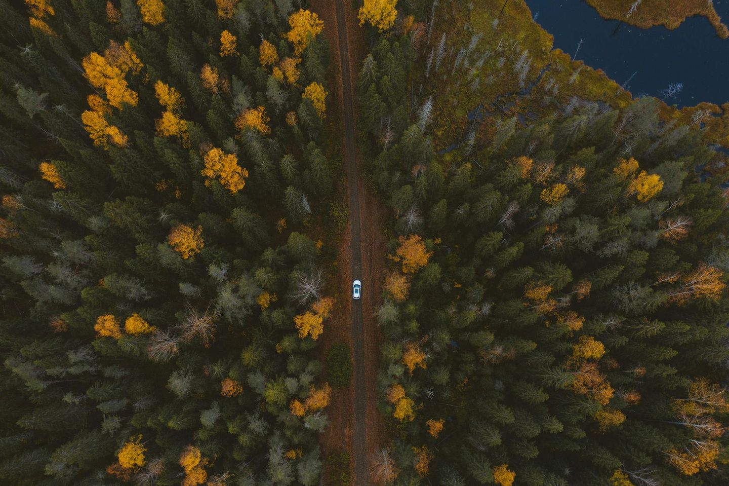 A top-down aerial view of a white car driving along a narrow dirt road surrounded by a dense forest with yellow autumn trees.