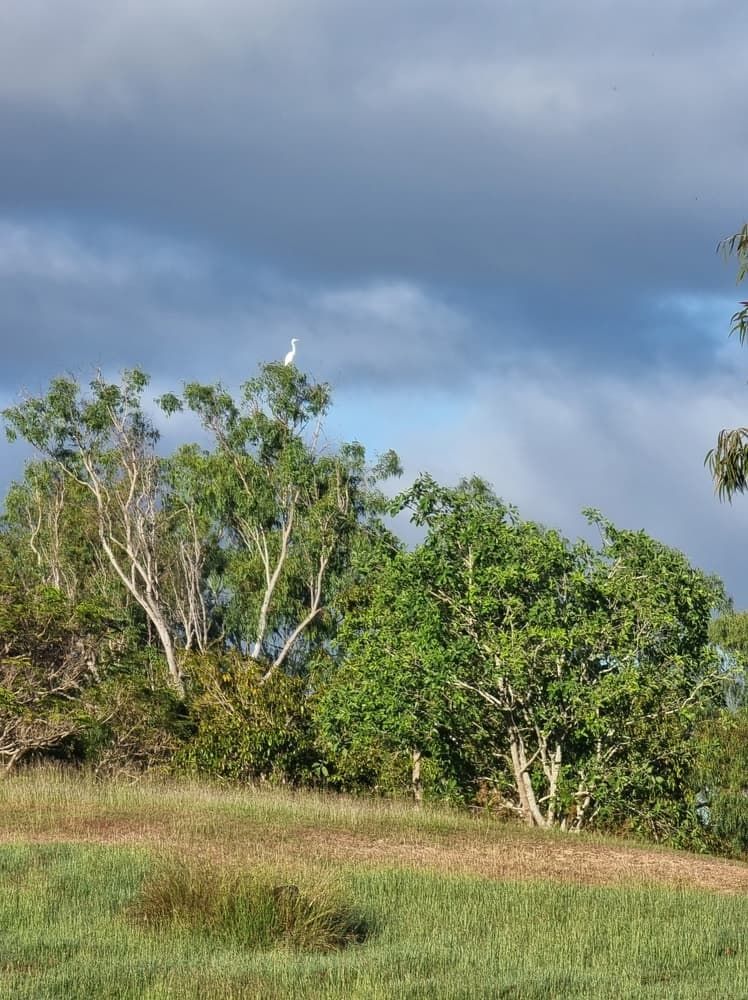 A Field With Trees and a Cloudy Sky in the Background  — Lynams Landscapes Pty Ltd in Kirwan, QLD