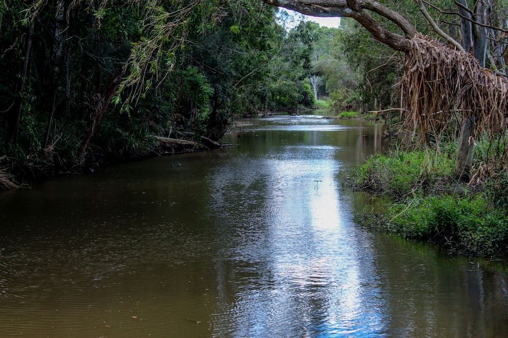 A River Flowing Through a Lush Green Forest Surrounded by Trees — Lynams Landscapes Pty Ltd in Alligator Creek, QLD
