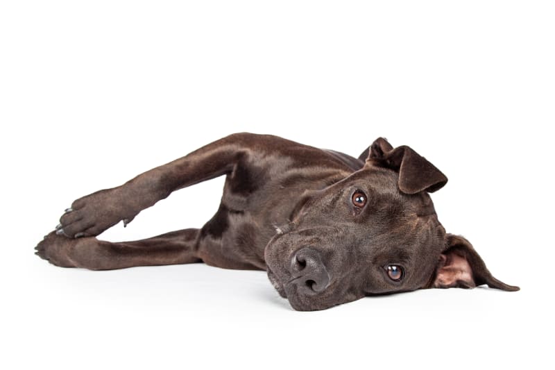 When Is Dog Diarrhea An Emergency?