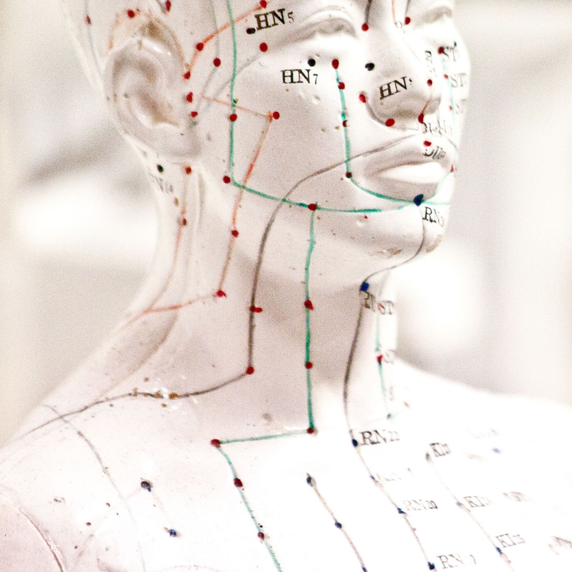 A white anatomical model of a human head and neck, with lines and dots indicating acupuncture points.