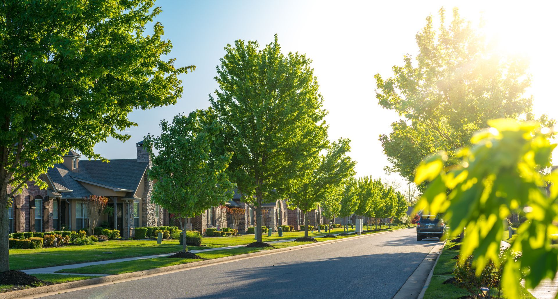 Trees in residential area