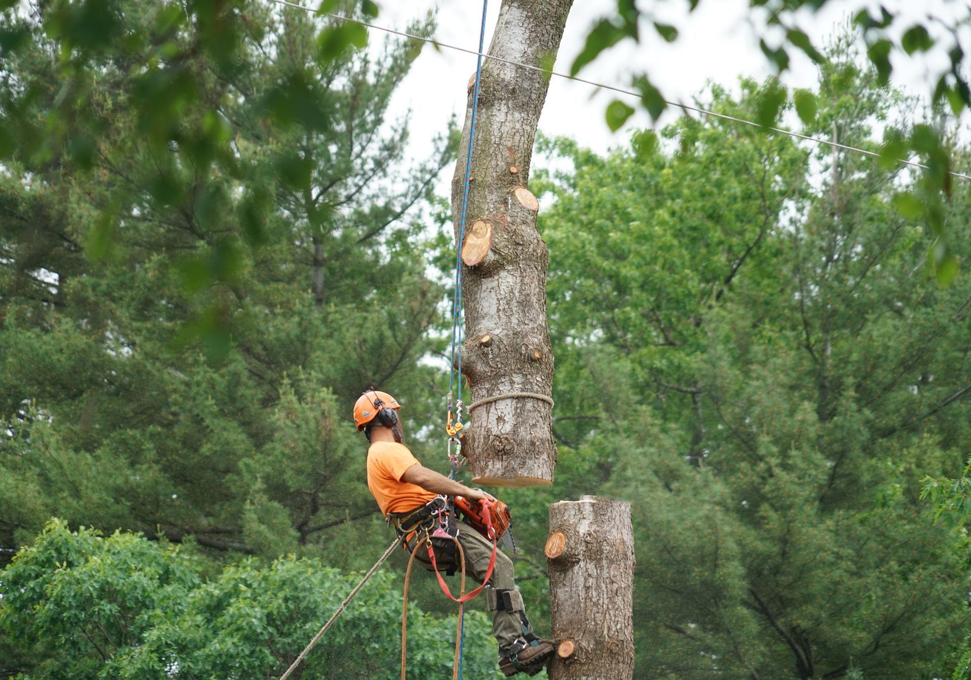 Removing tree using chainsaw
