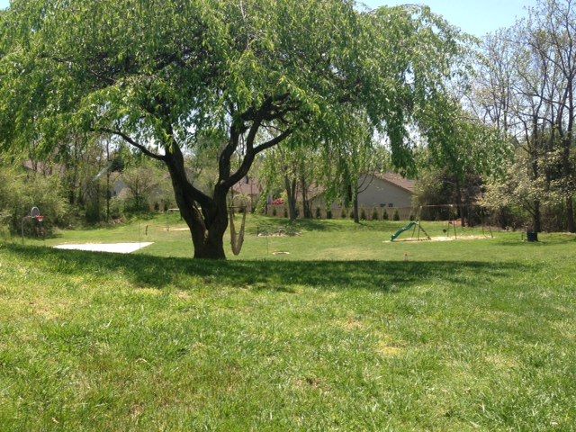 There is a tree in the middle of a grassy field.