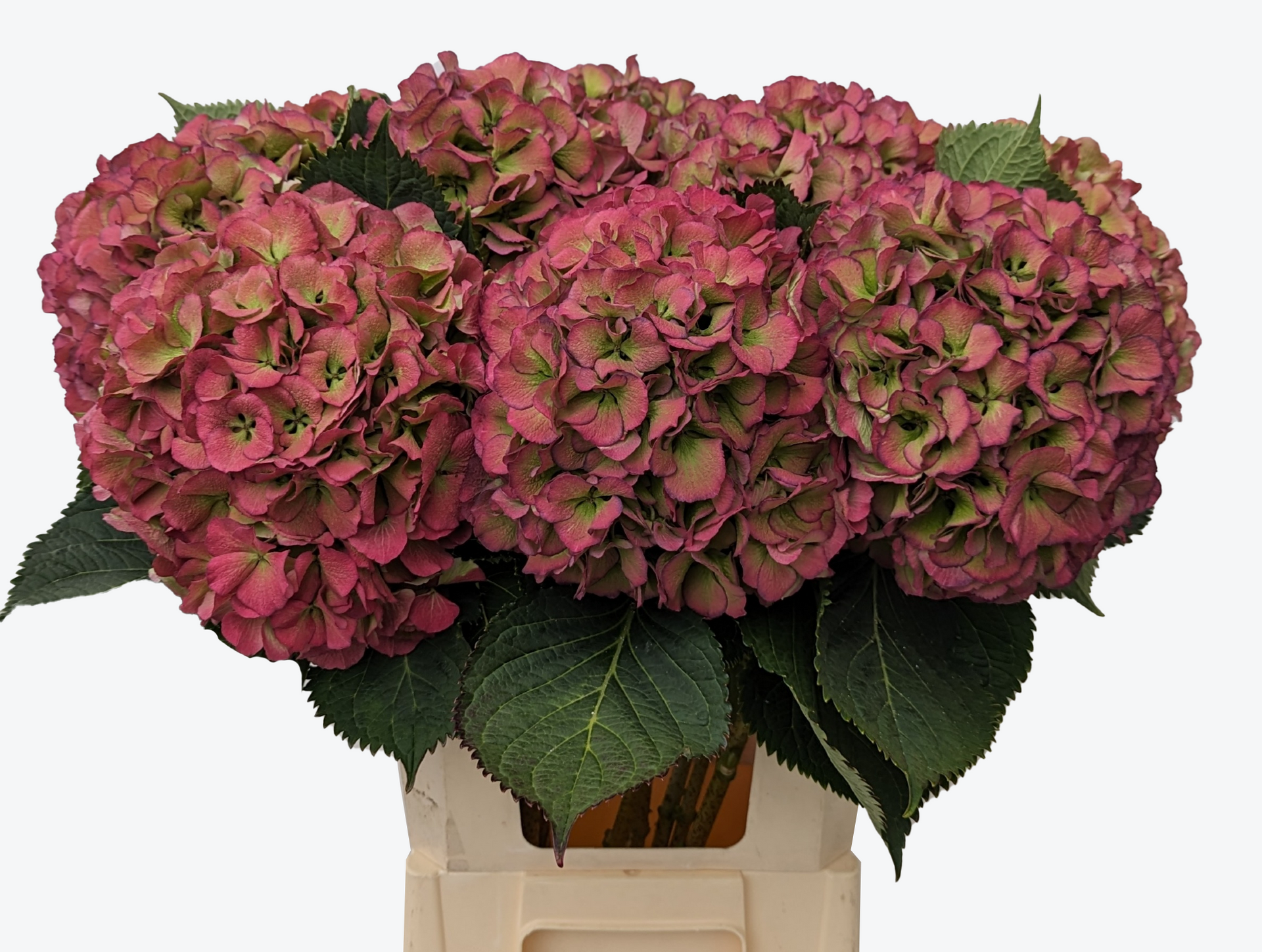 Elbtal Rood Hydrangea