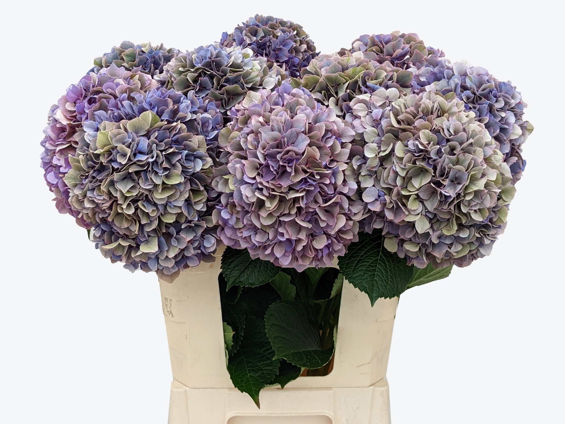 Glowing alps classic hortensia
