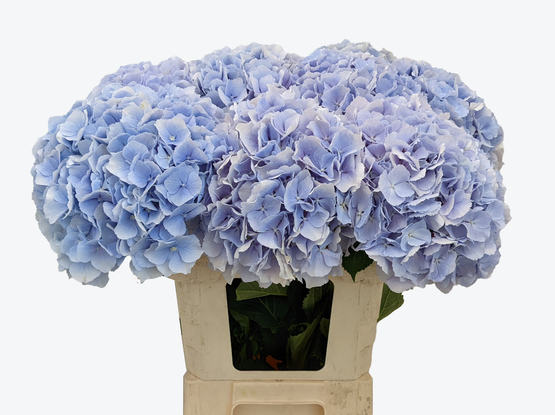 Mariama blauw hortensia