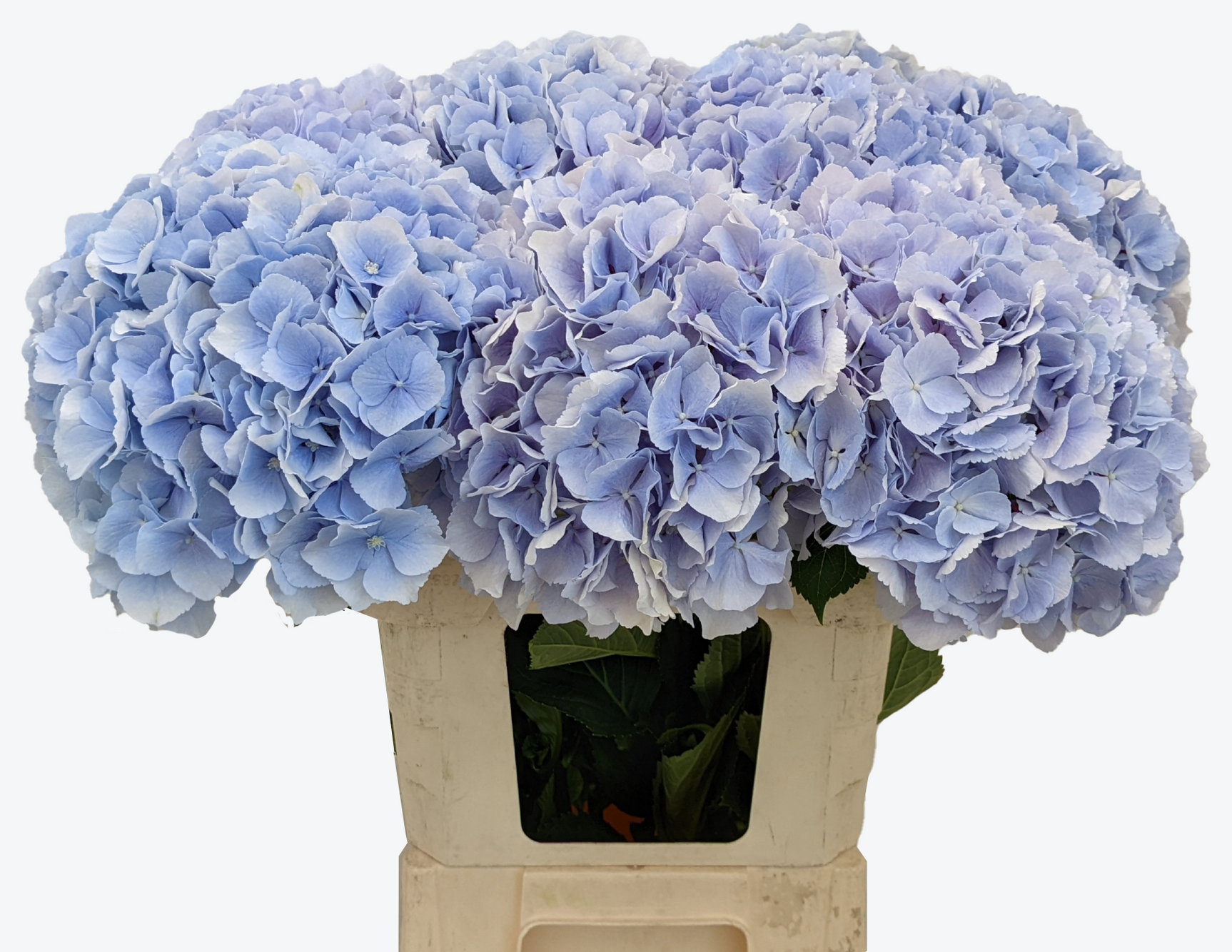Mariama Blue hydrangea