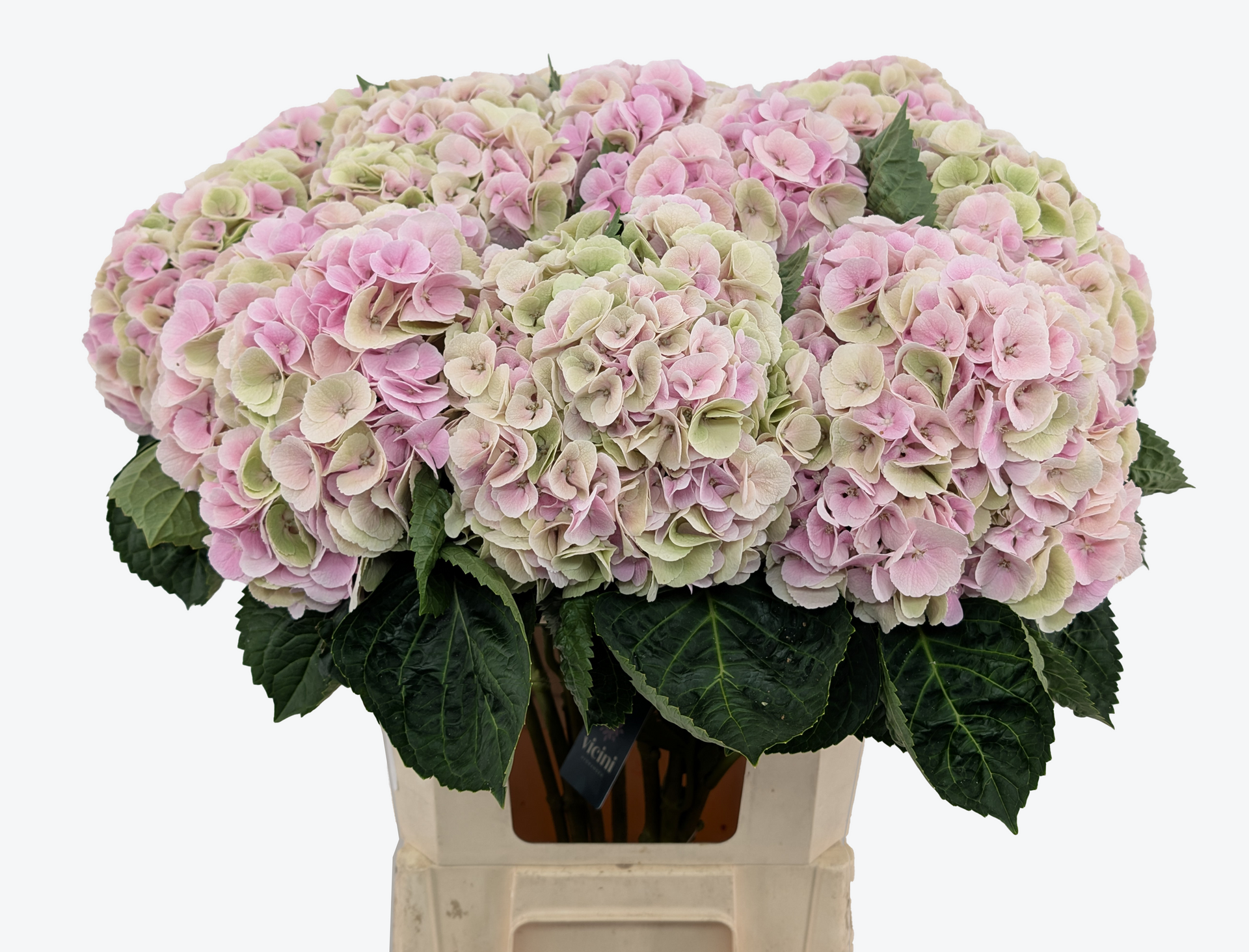 Matcha classic hydrangea