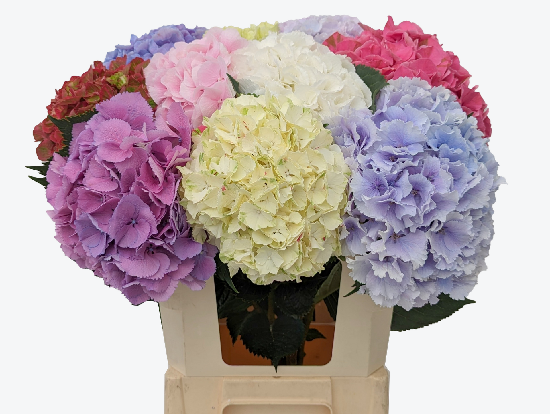 Megamix hortensia