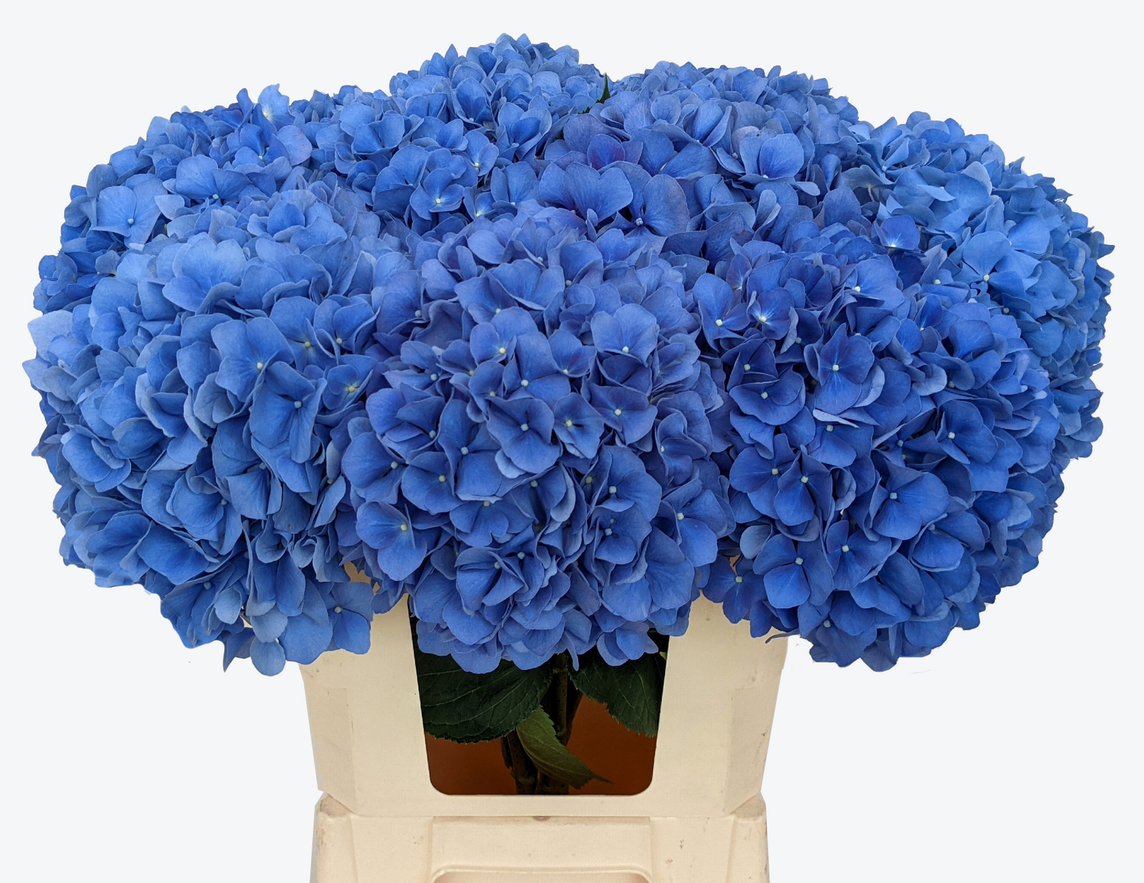 Pimpernel Hydrangea