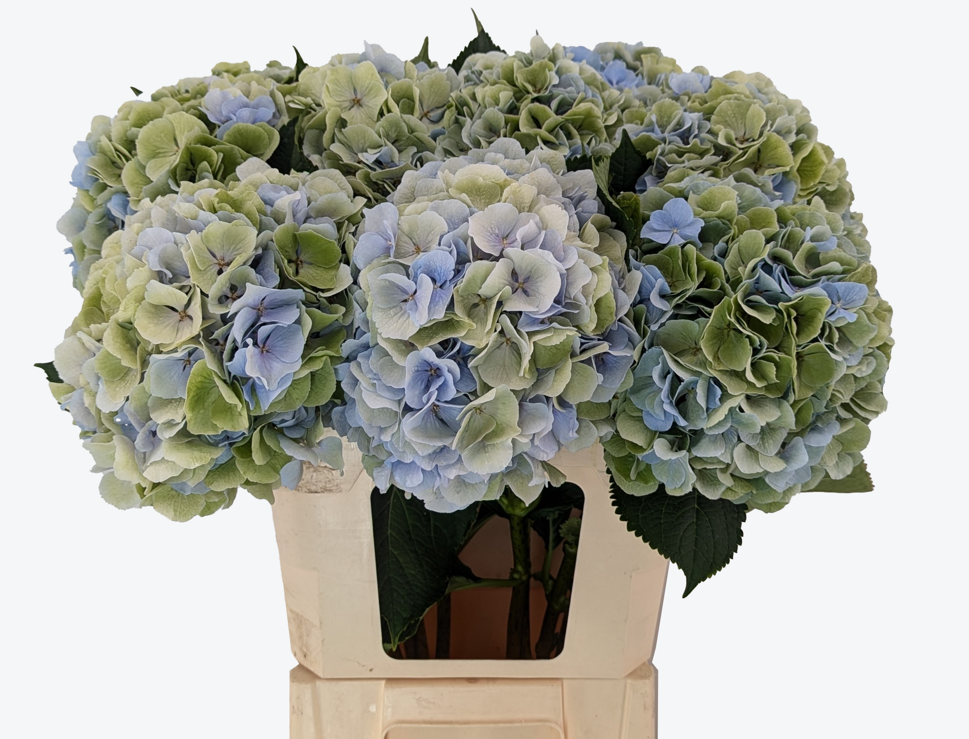 Verena classic blue green hydrangea