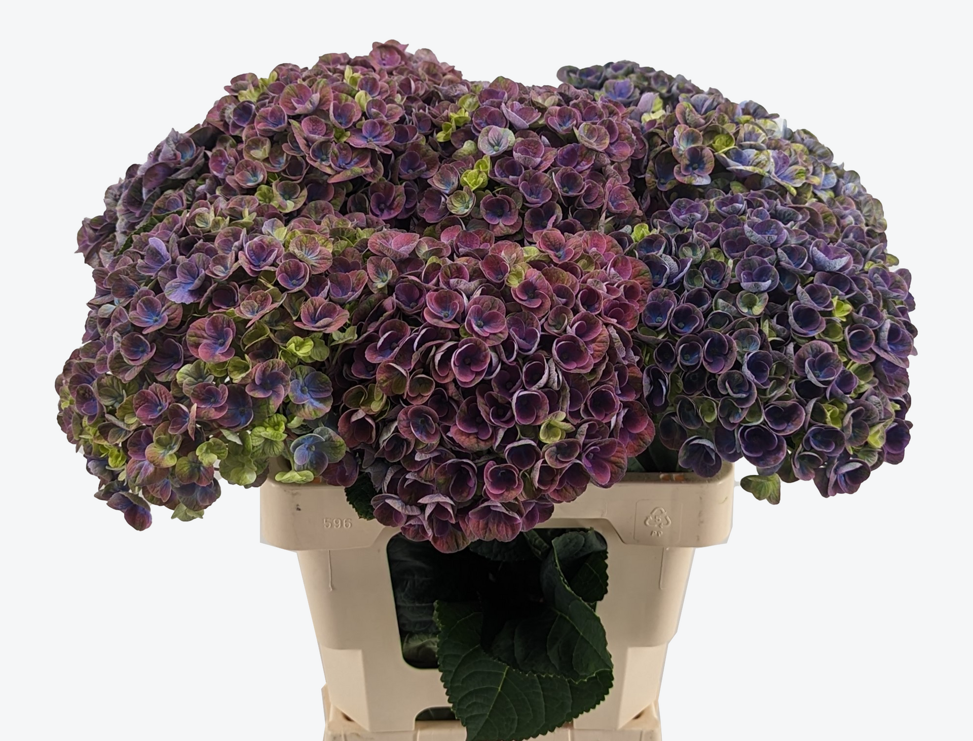 Amazone Hydrangea