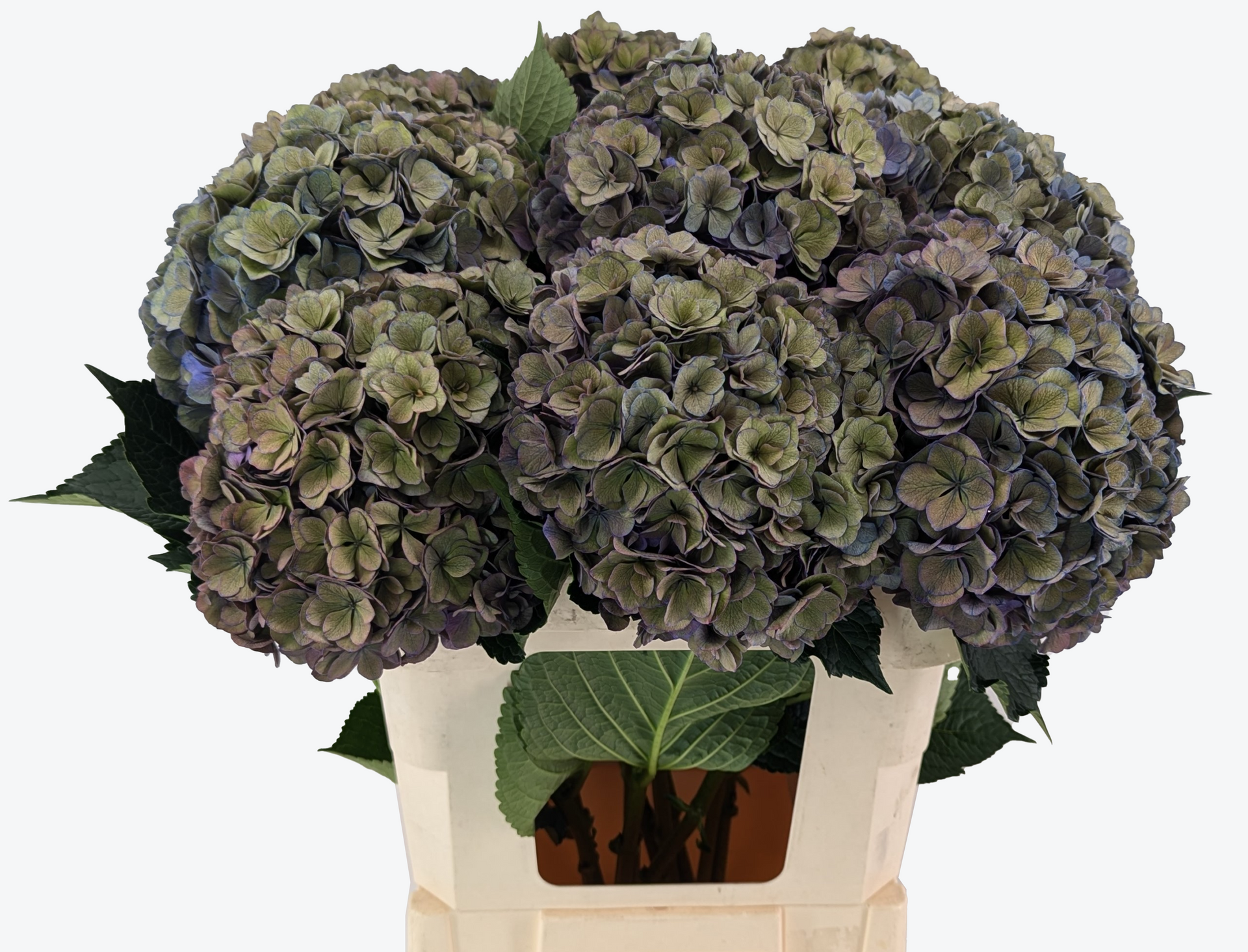 Anastasia Classic Hydrangea