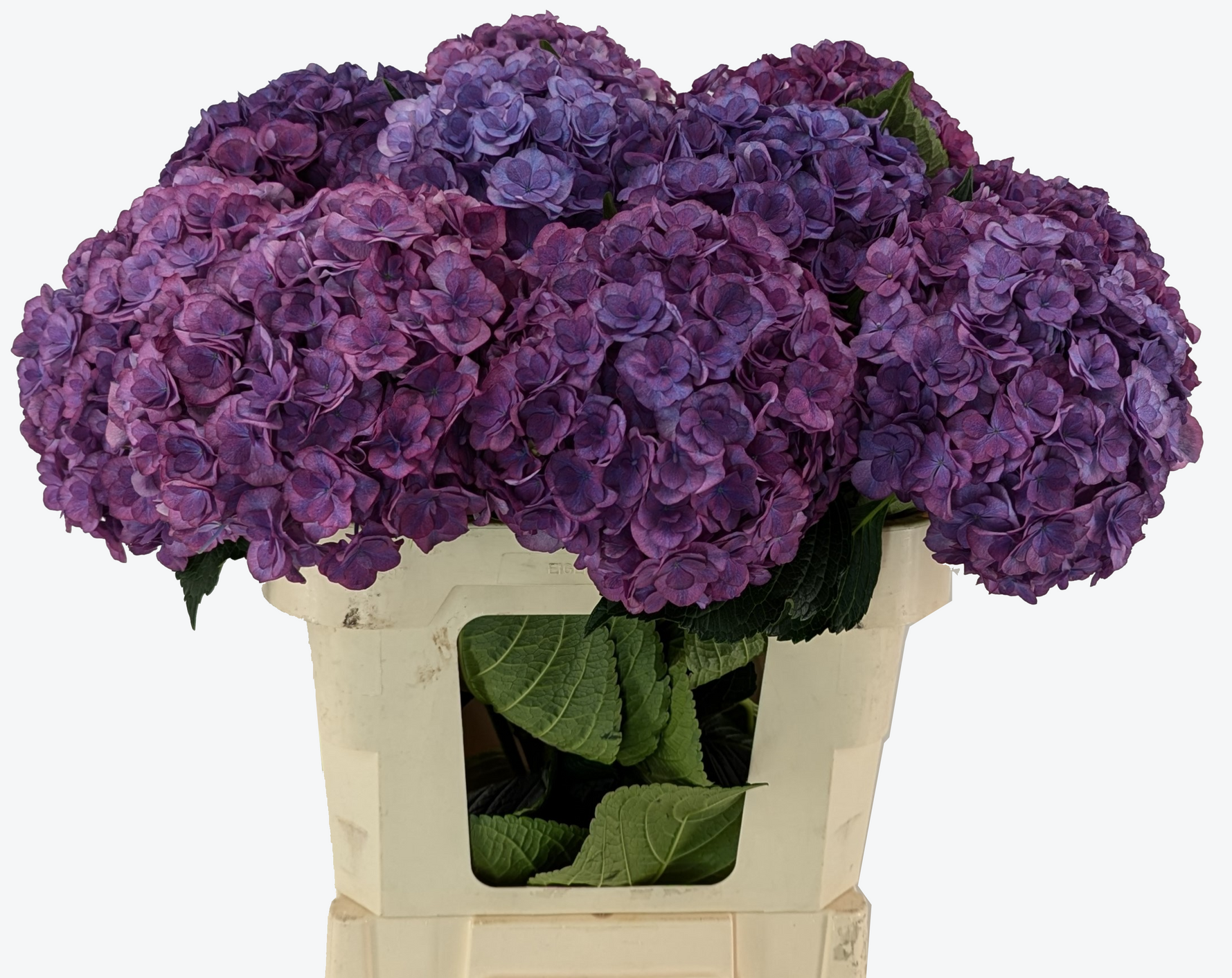Anastasia Hydrangea