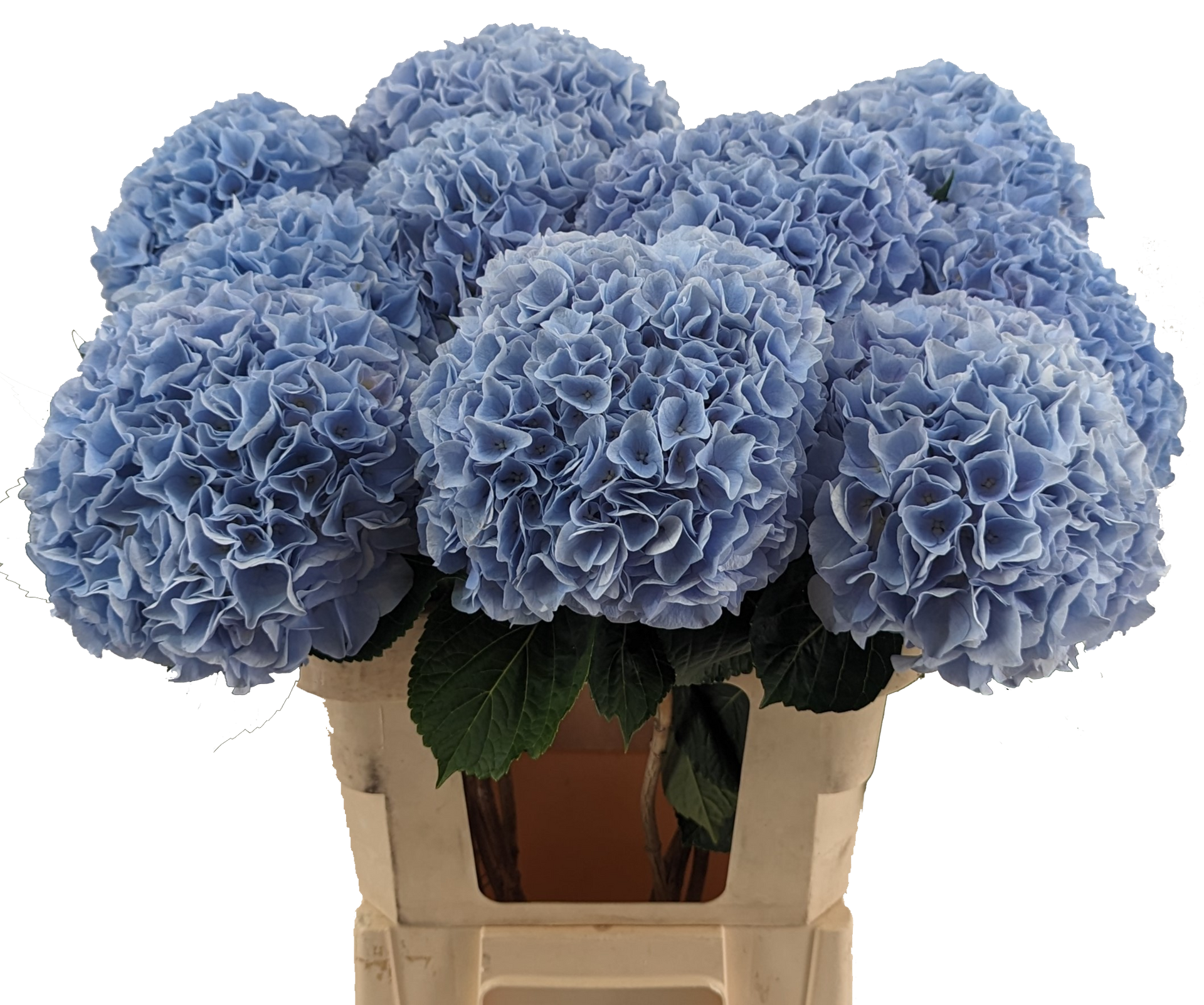 Blue Floyd Hydrangea