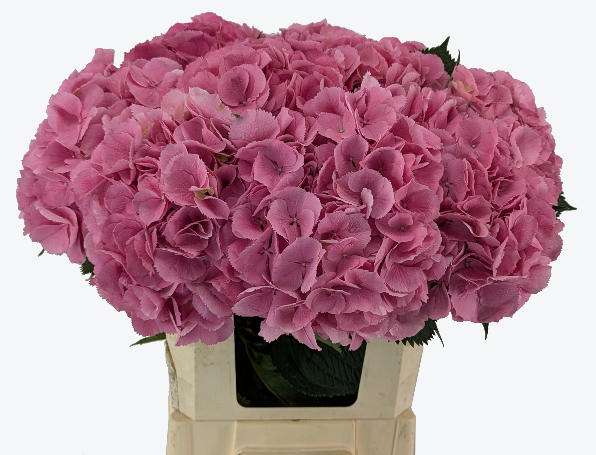 Elbtal hydrangea