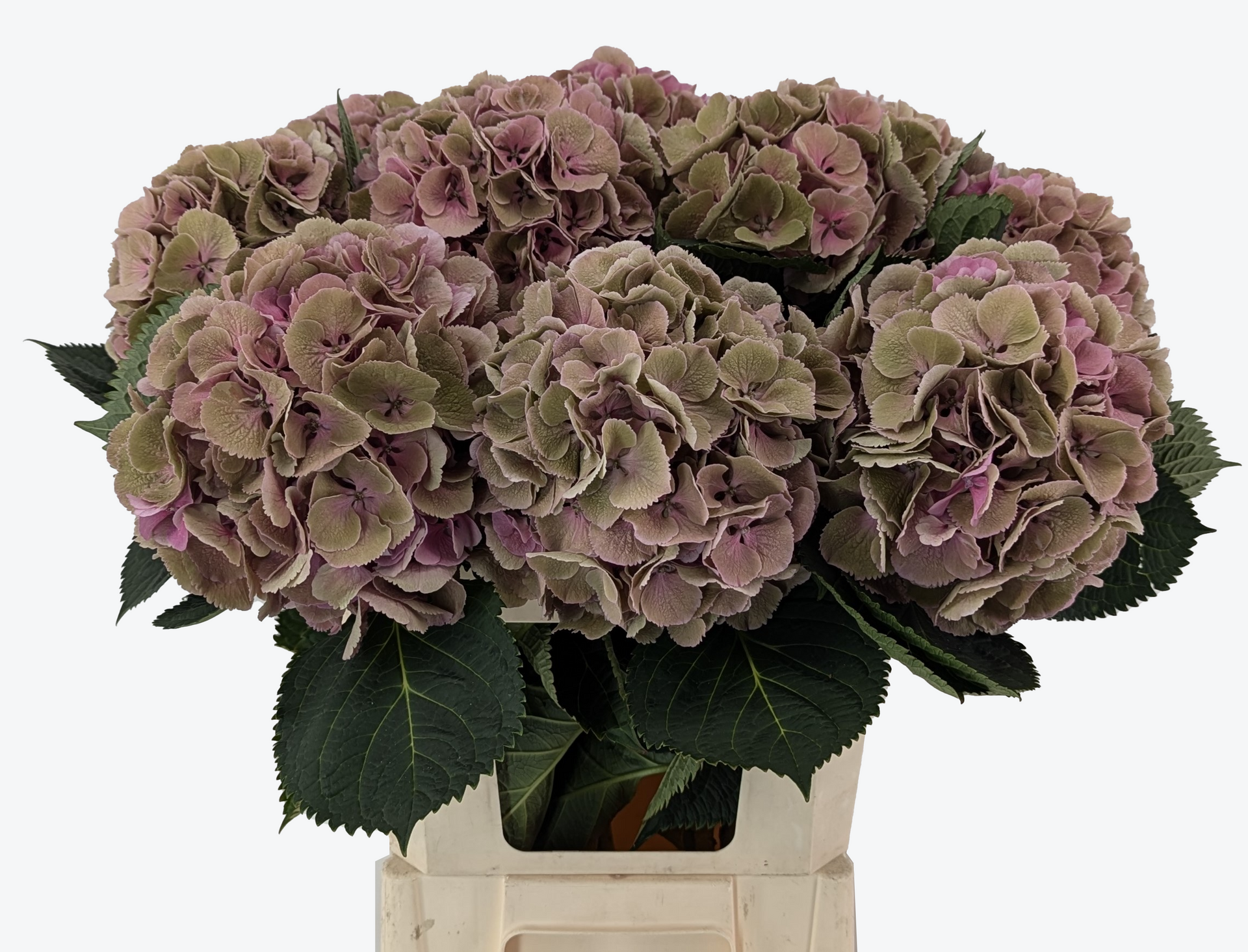 Elbtal antique hydrangea