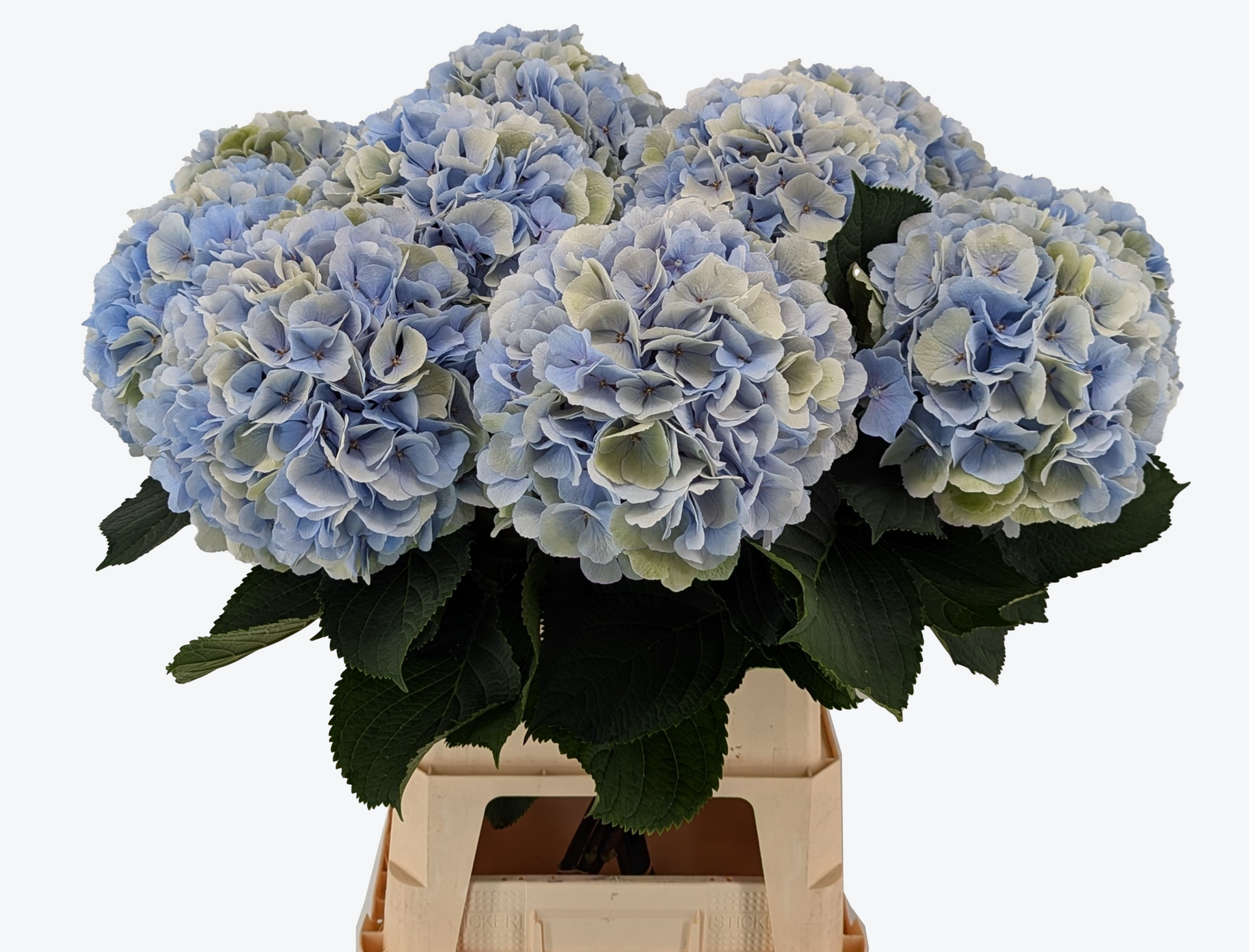 Mariama classic hydrangea blue green