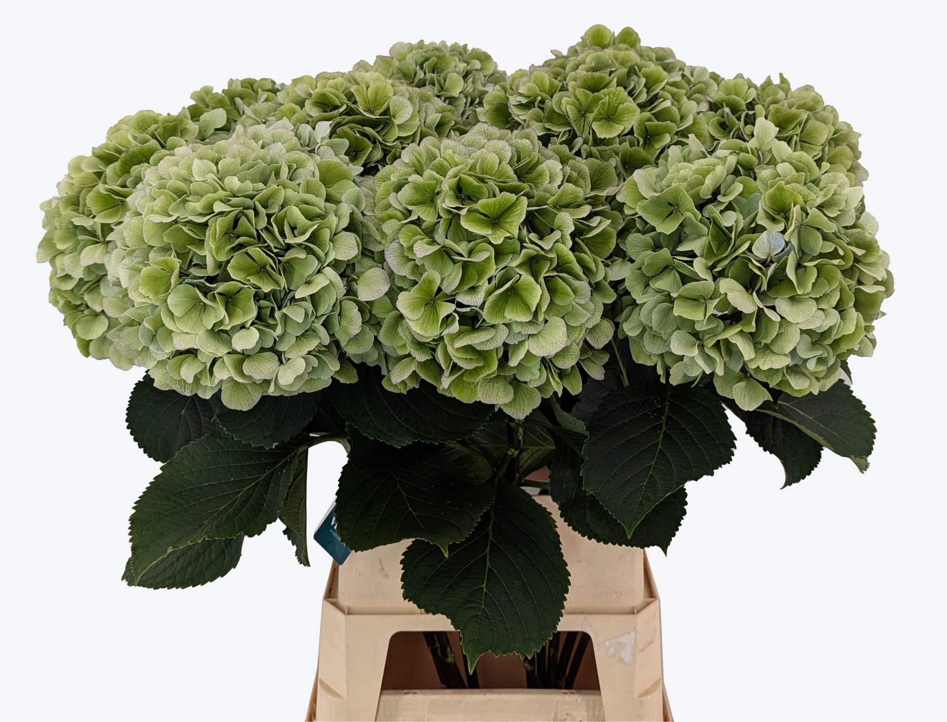 Mariama classic hydrangea green