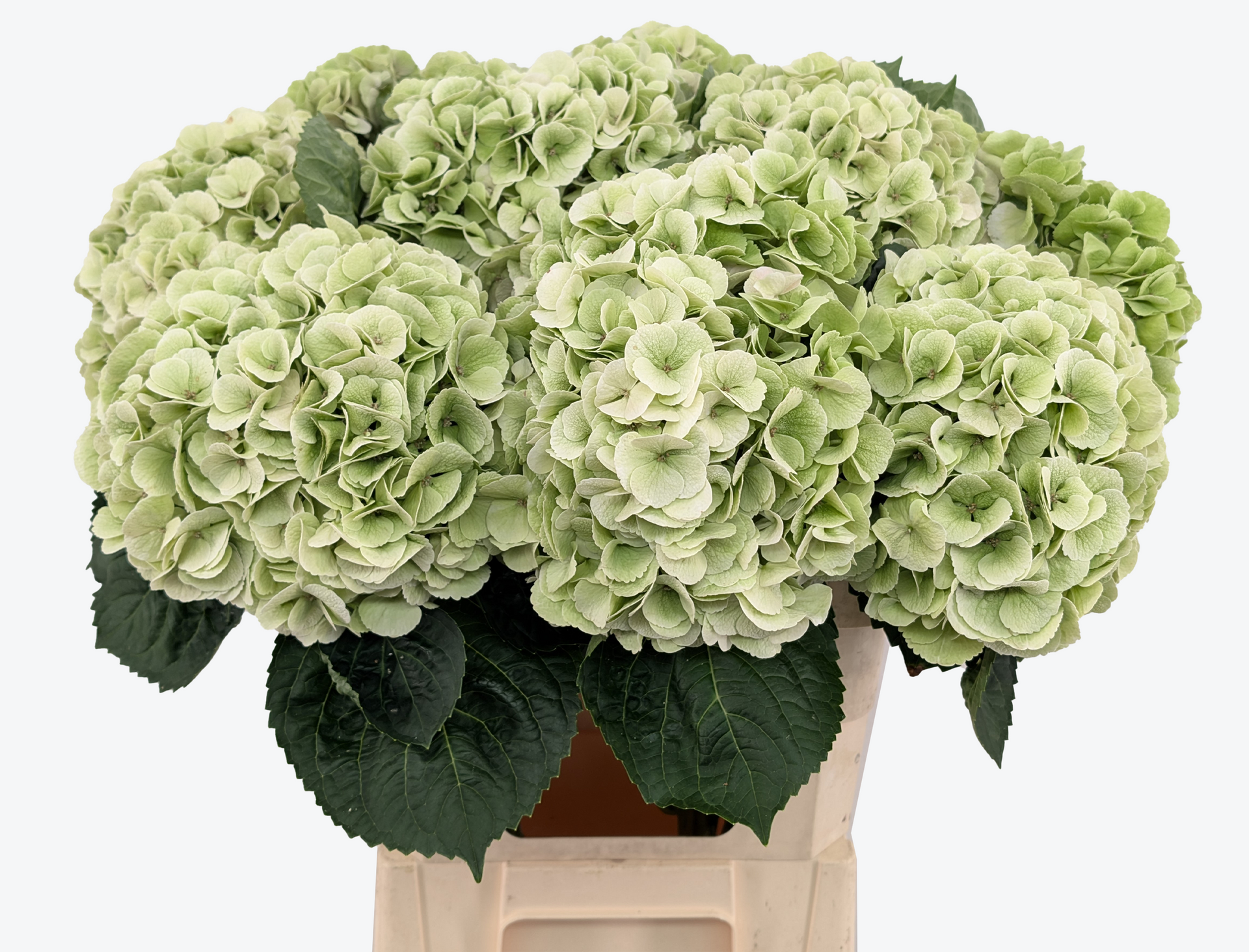 Matcha classic hydrangea