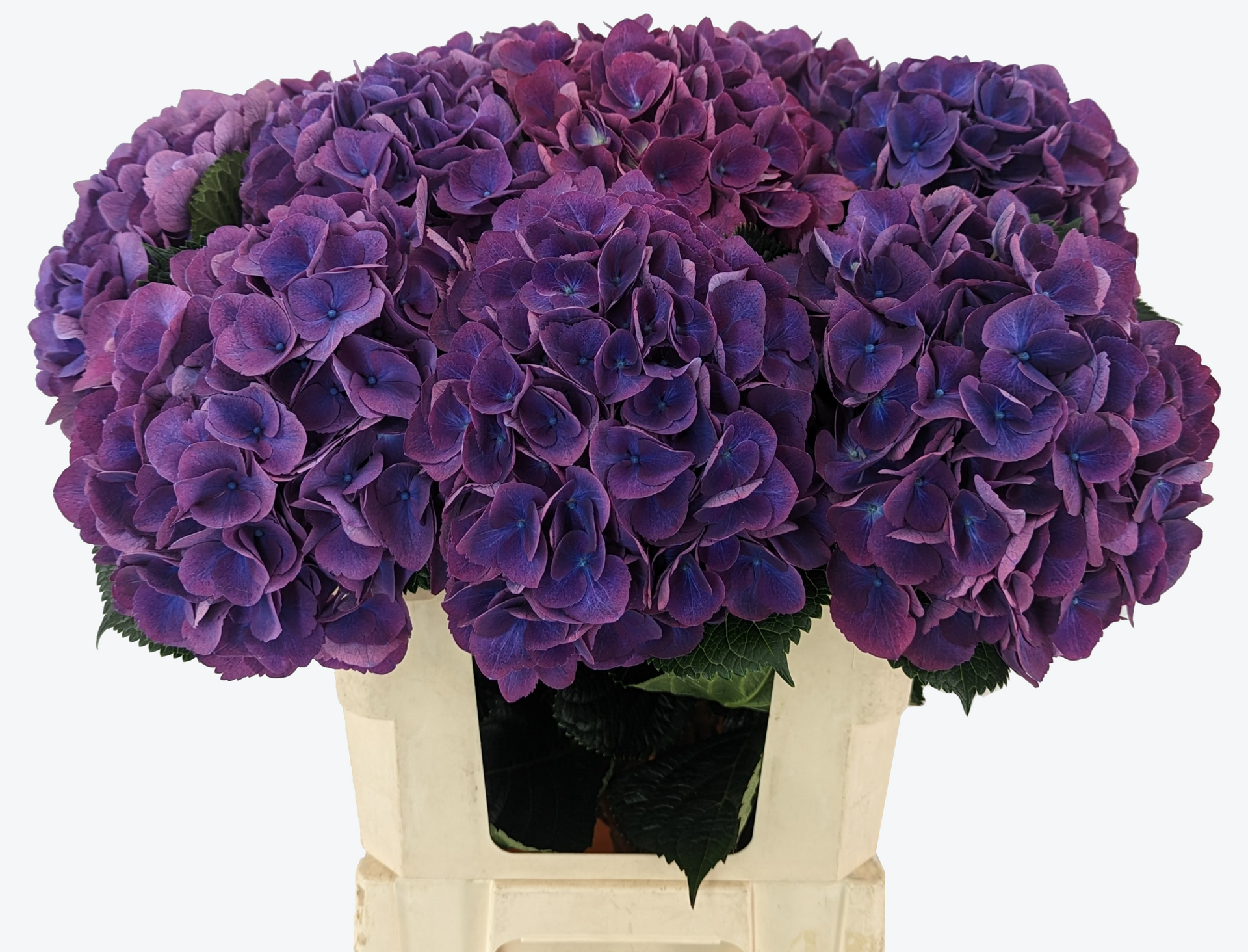 Opera hortensia