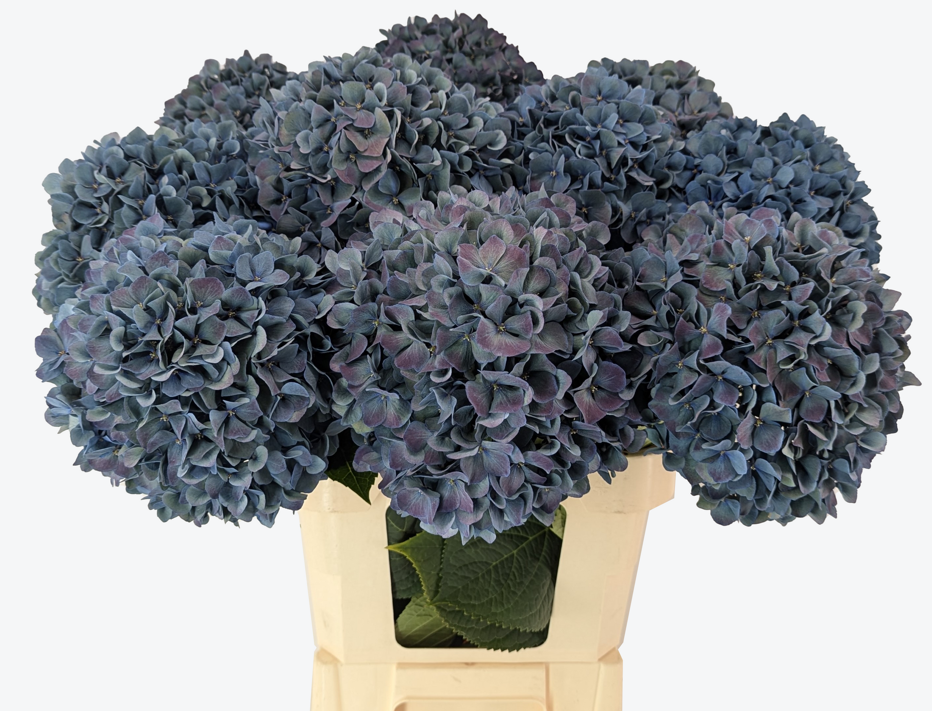 Pimpernel classic hydrangea
