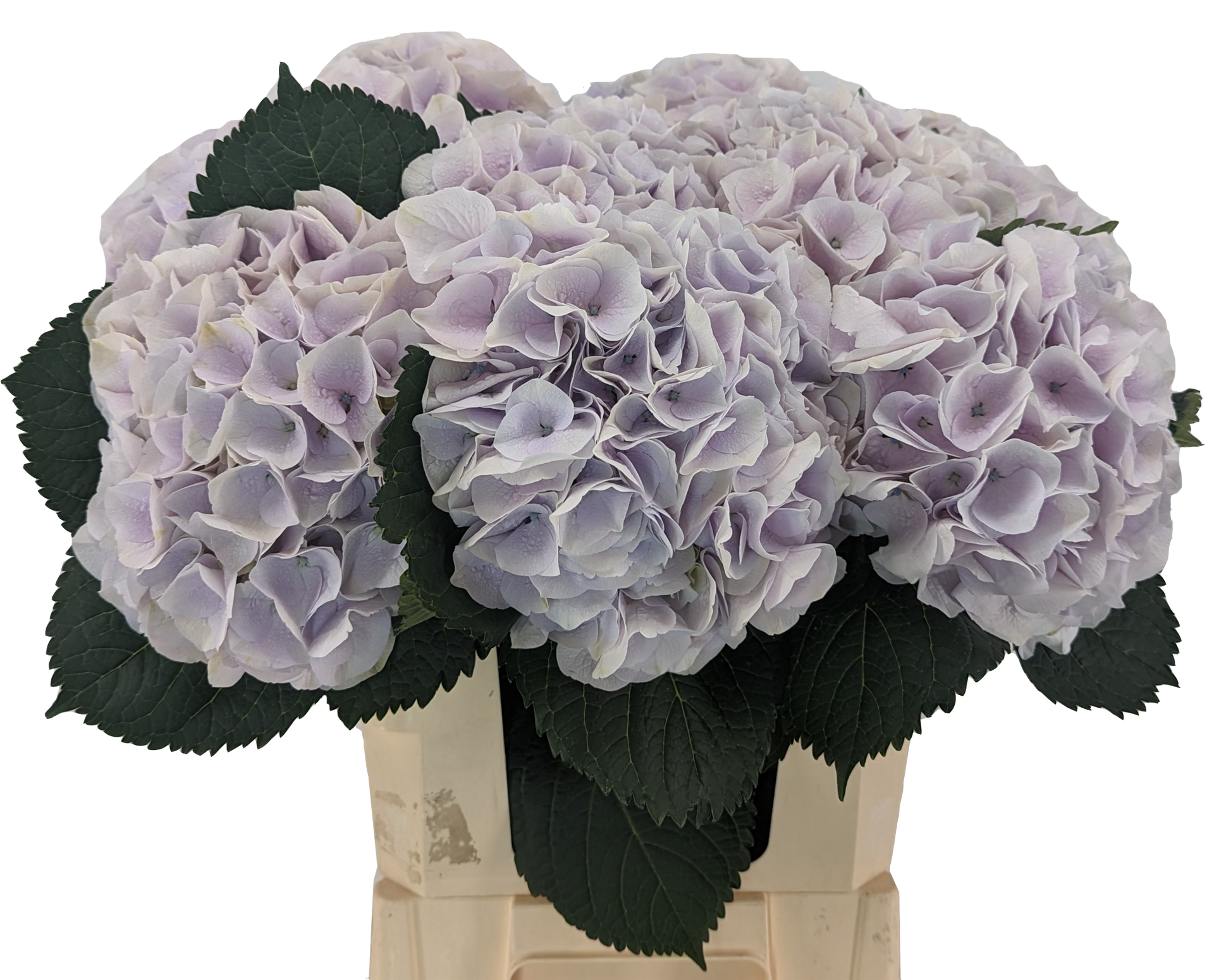 Pink Touch Blue hydrangea