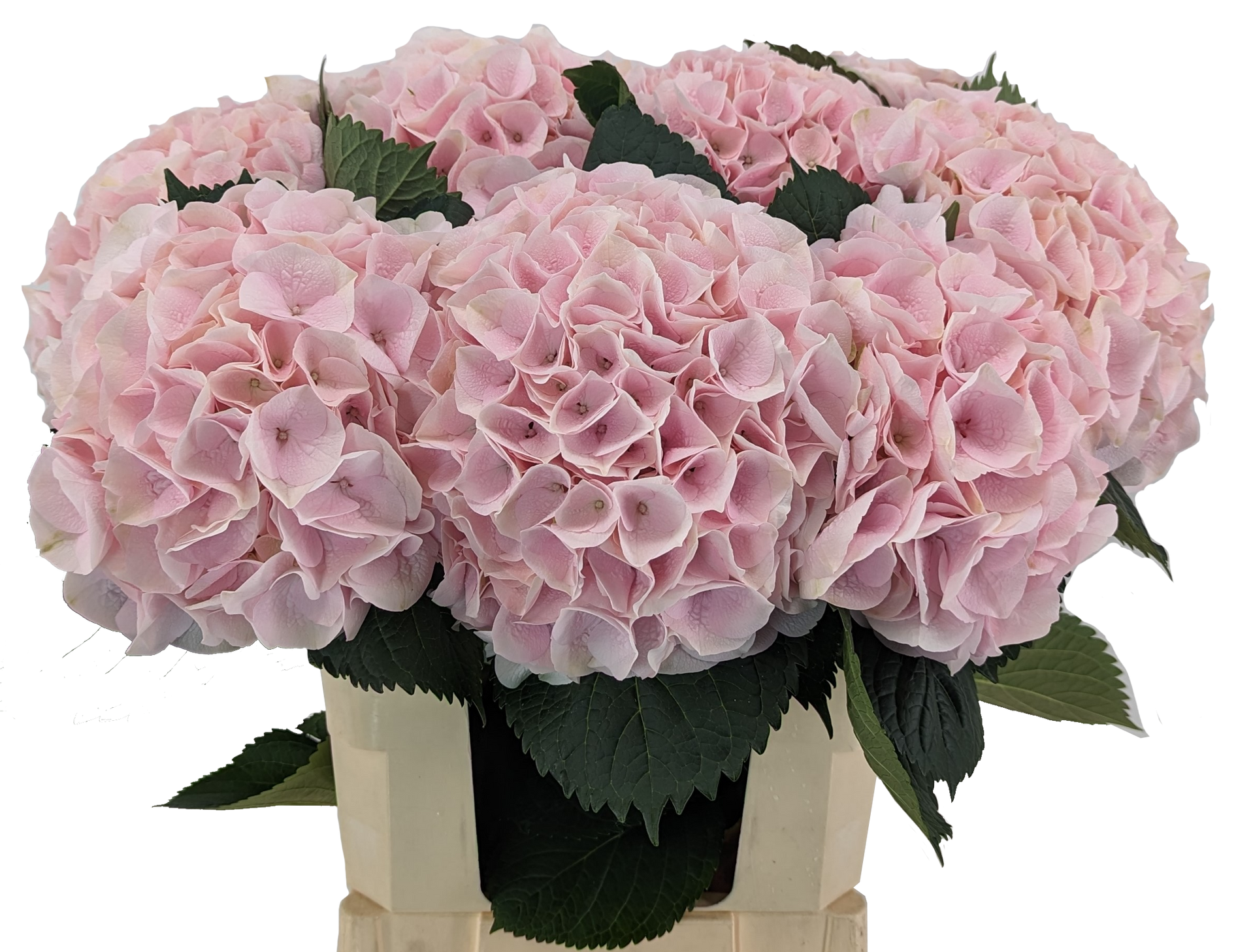 Pink Touch Hydrangea