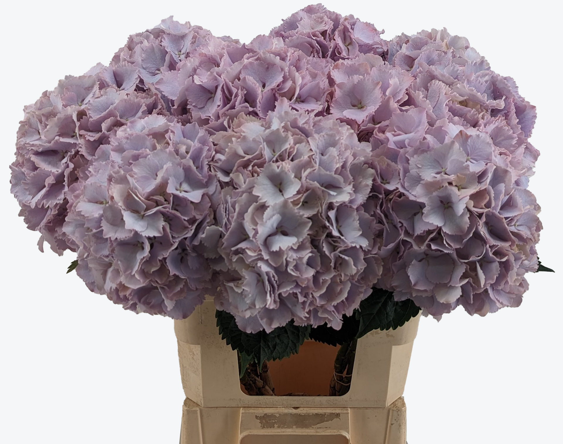 Prima Vera Hydrangea