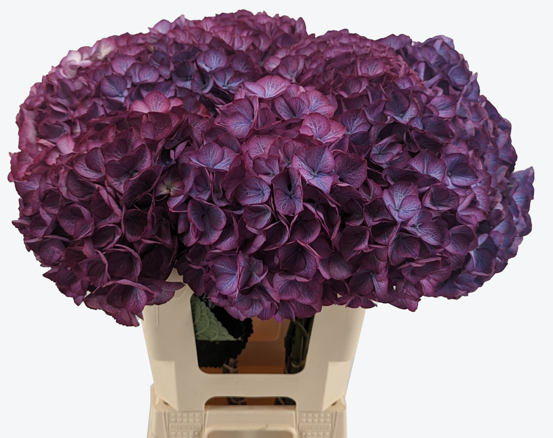 Red Fury hydrangea