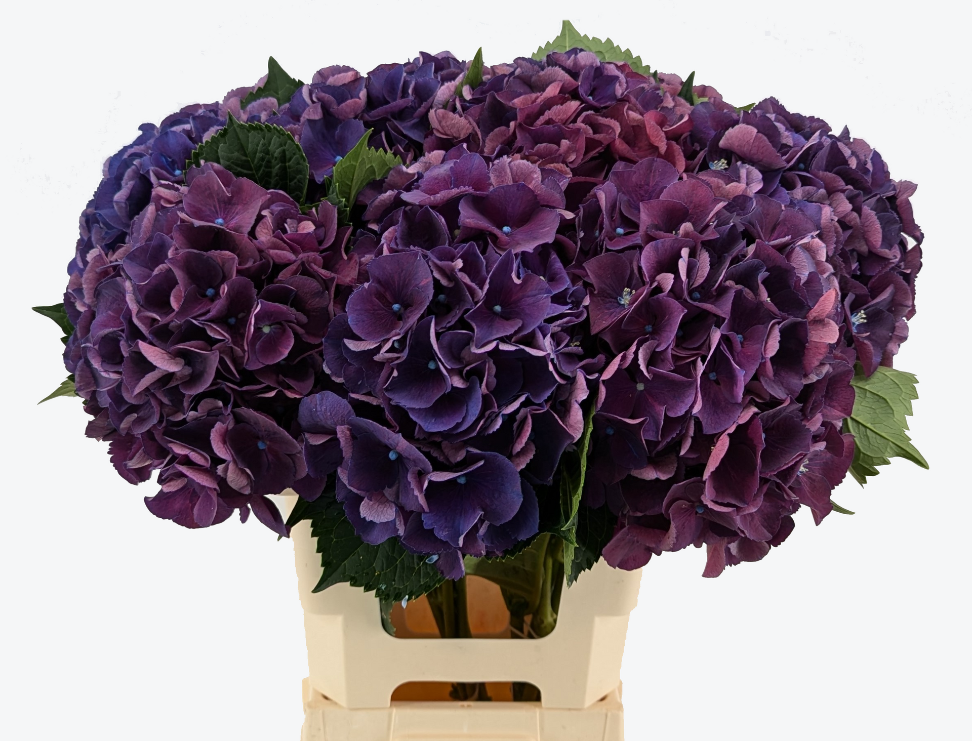 Royal King Hydrangea