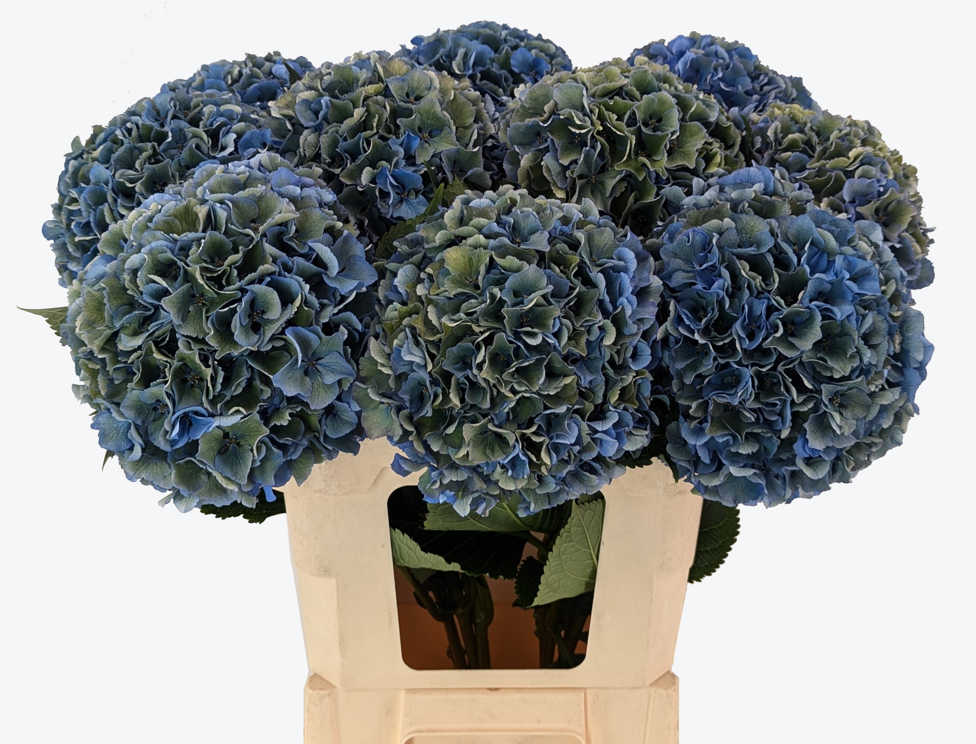 Royal Parade Hydrangea