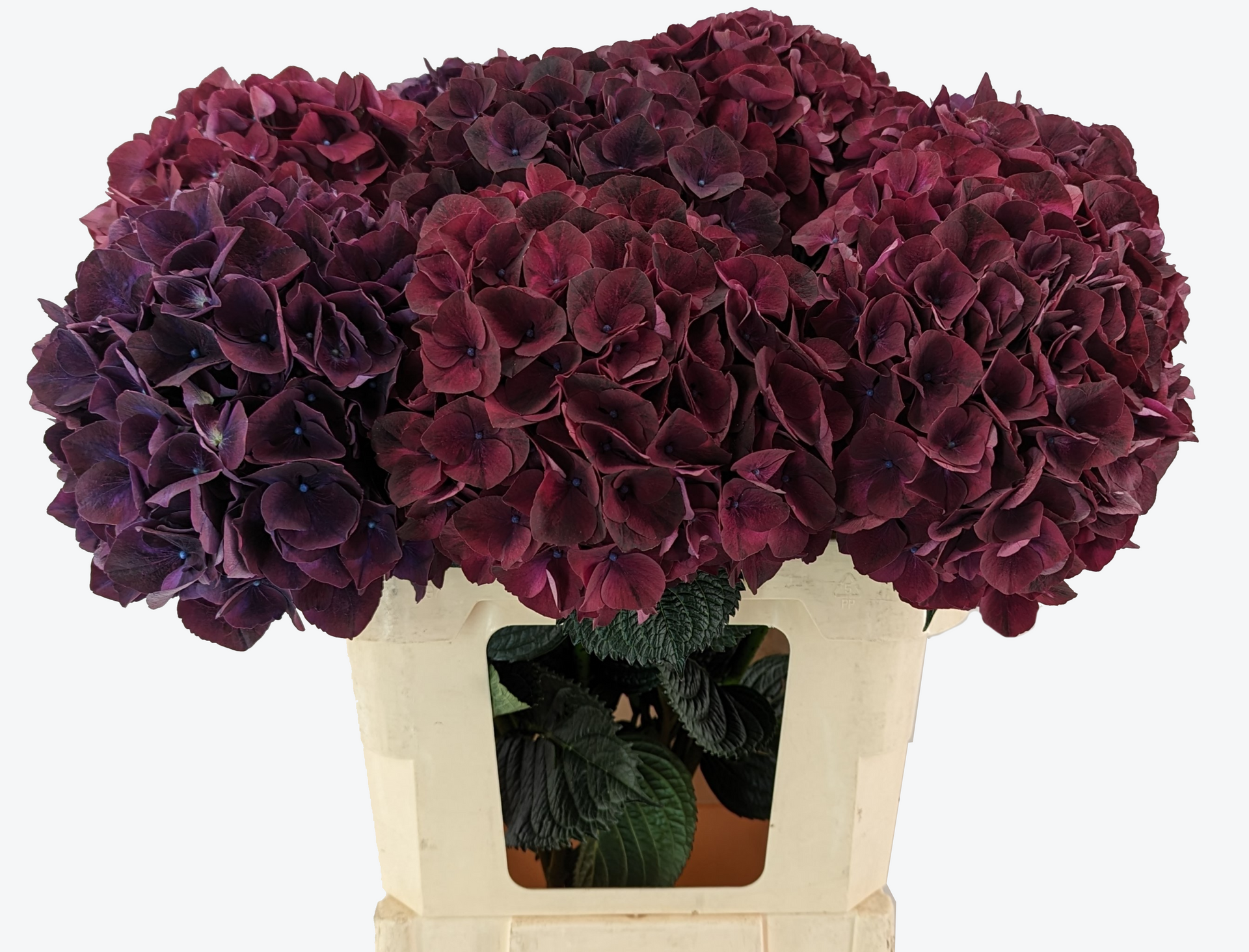Ruby Aubergine Hydrangea
