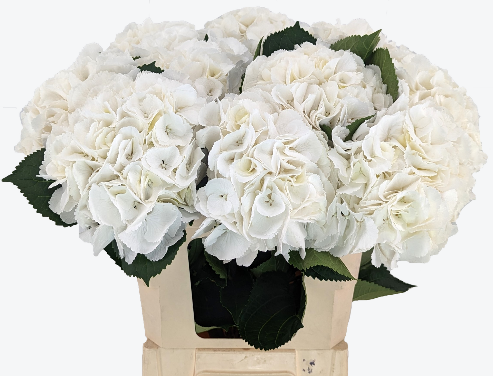 Schneeball Hydrangea